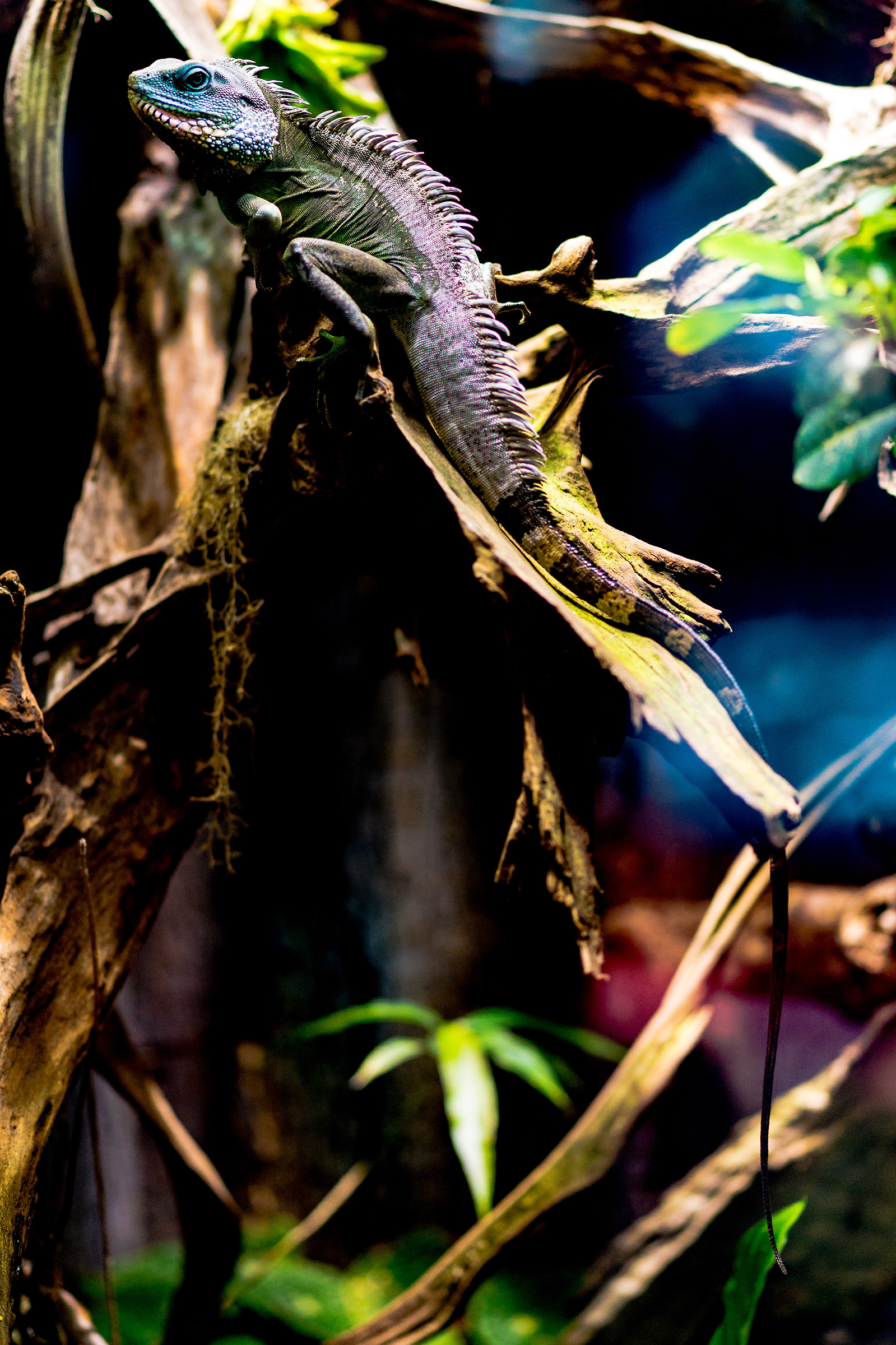 Iguana - Parco Natura Viva