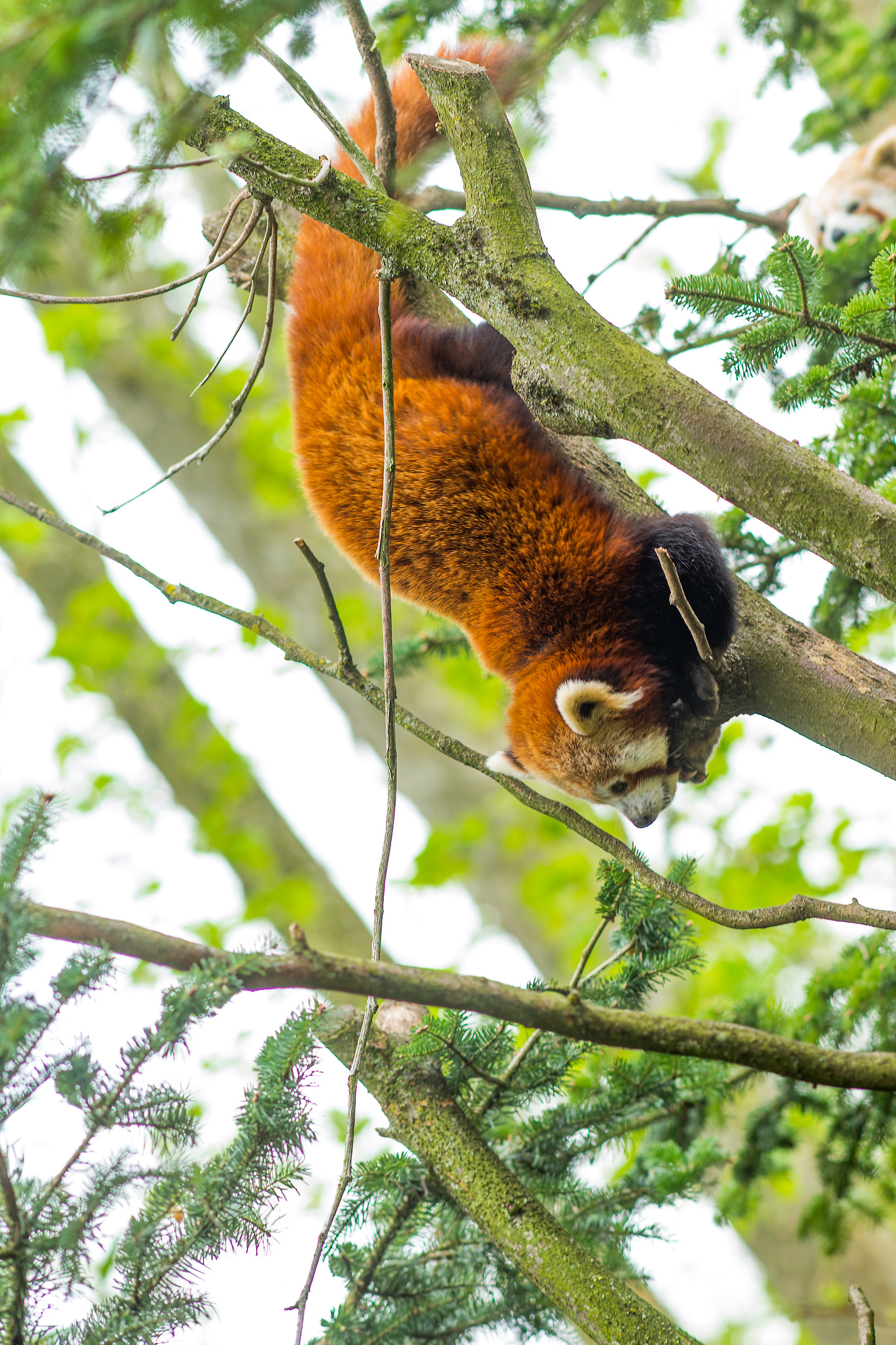 Panda Rosso - Parco Natura Viva