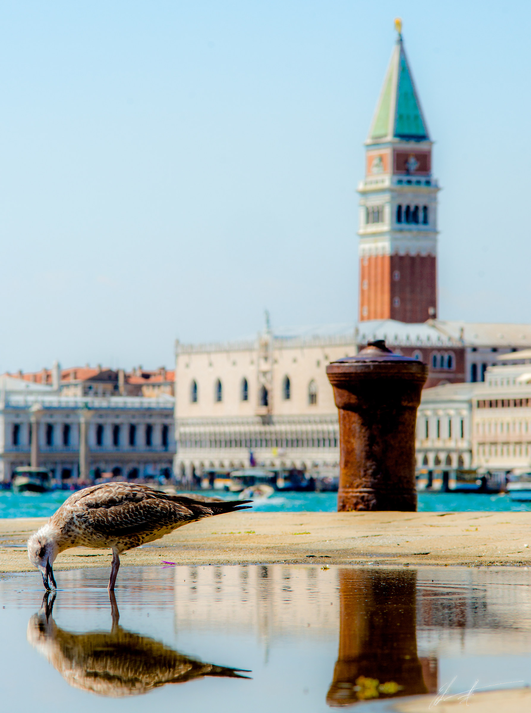 Venezia - Gabbiano e campanile di San Marco