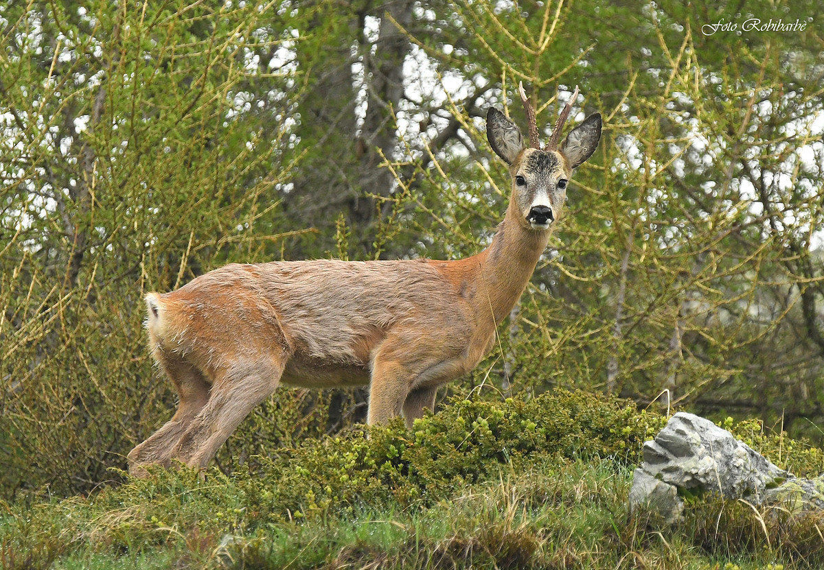 Venison... half a wetsuit...
