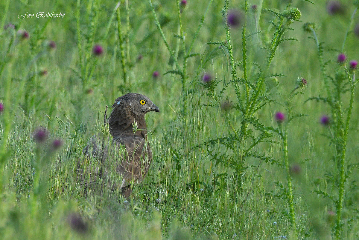 Buzzard... among the Thistles...