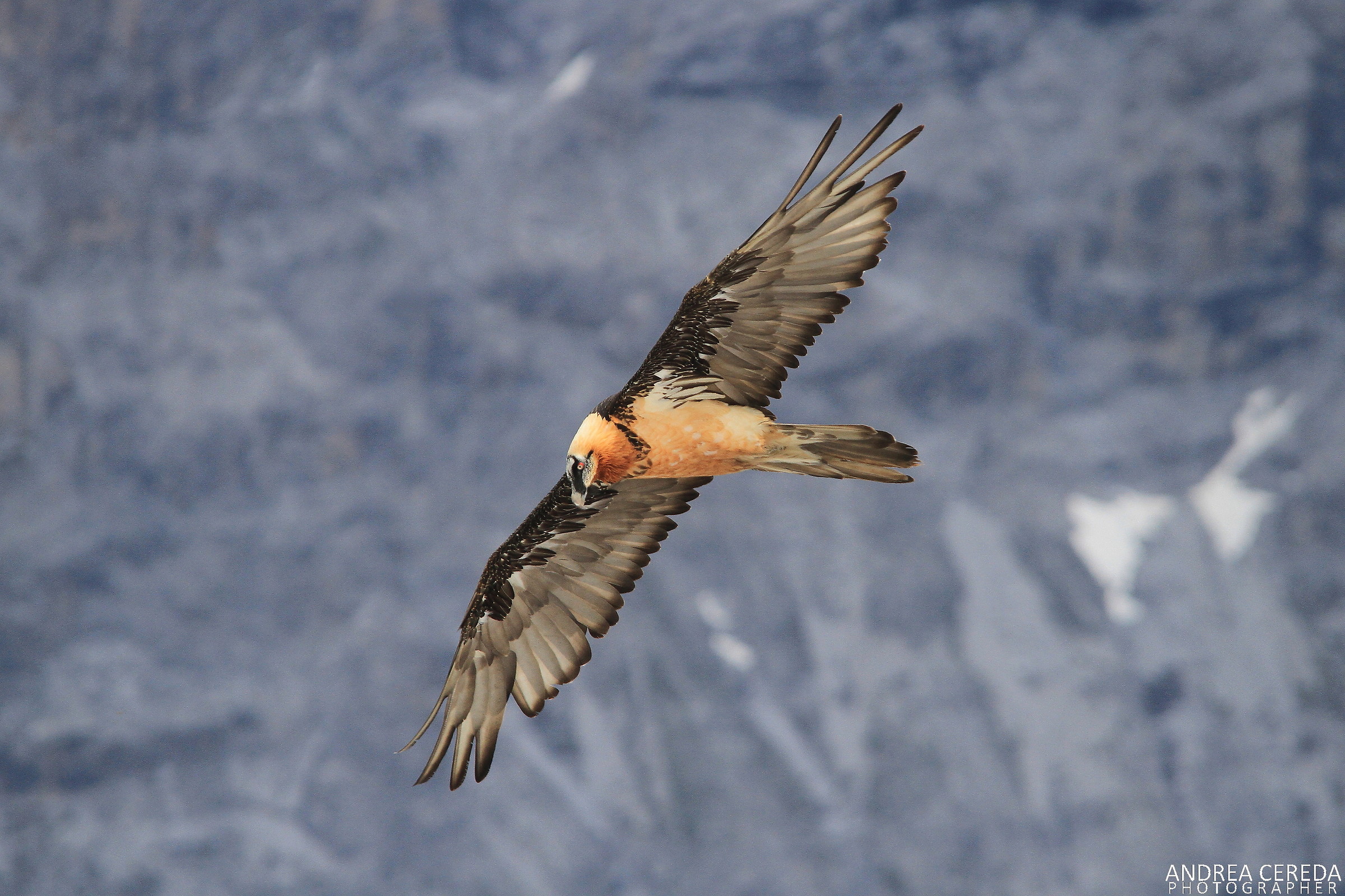 Gypaetus barbatus - Gipeto