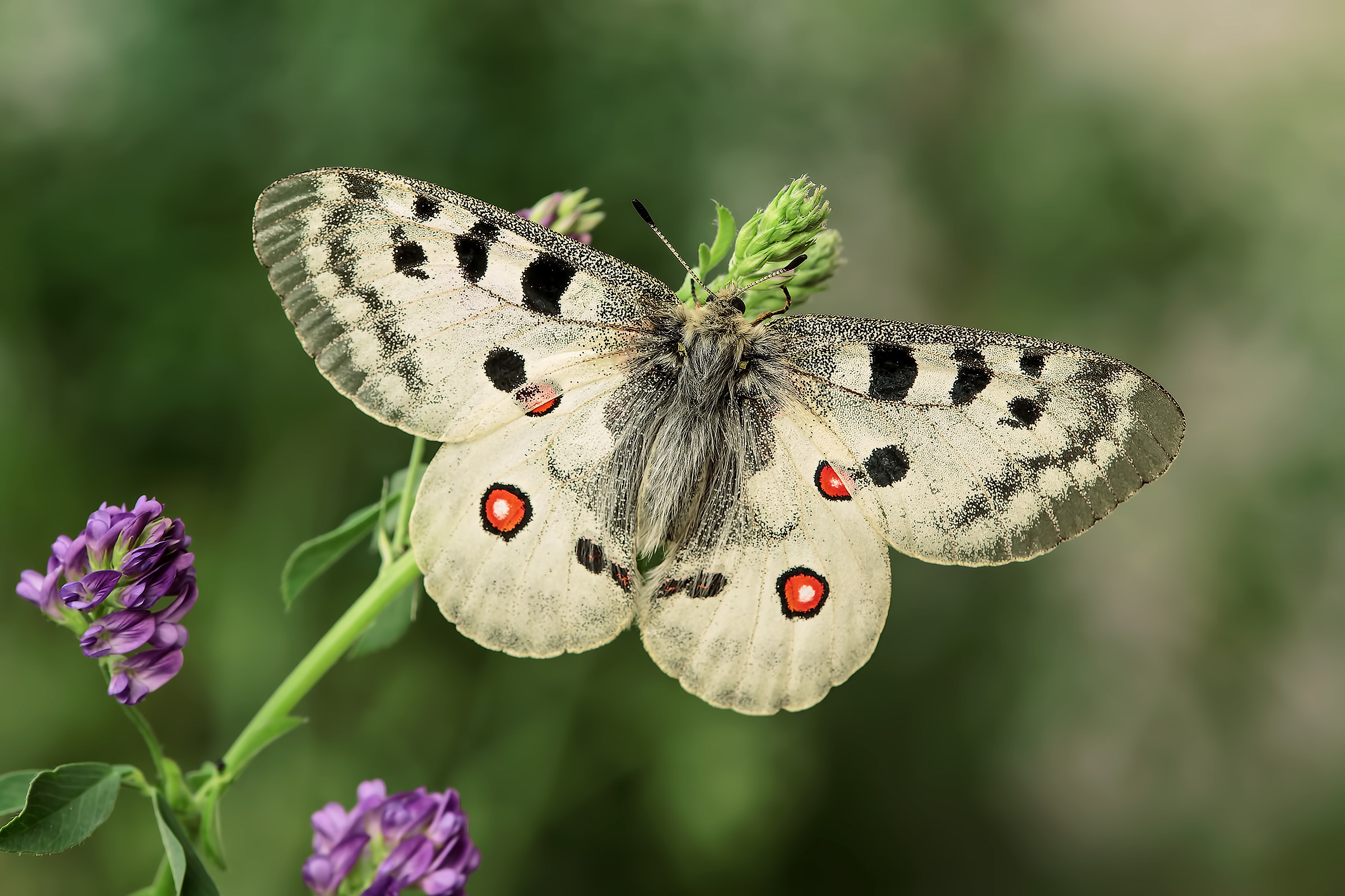 Parnassius apollo