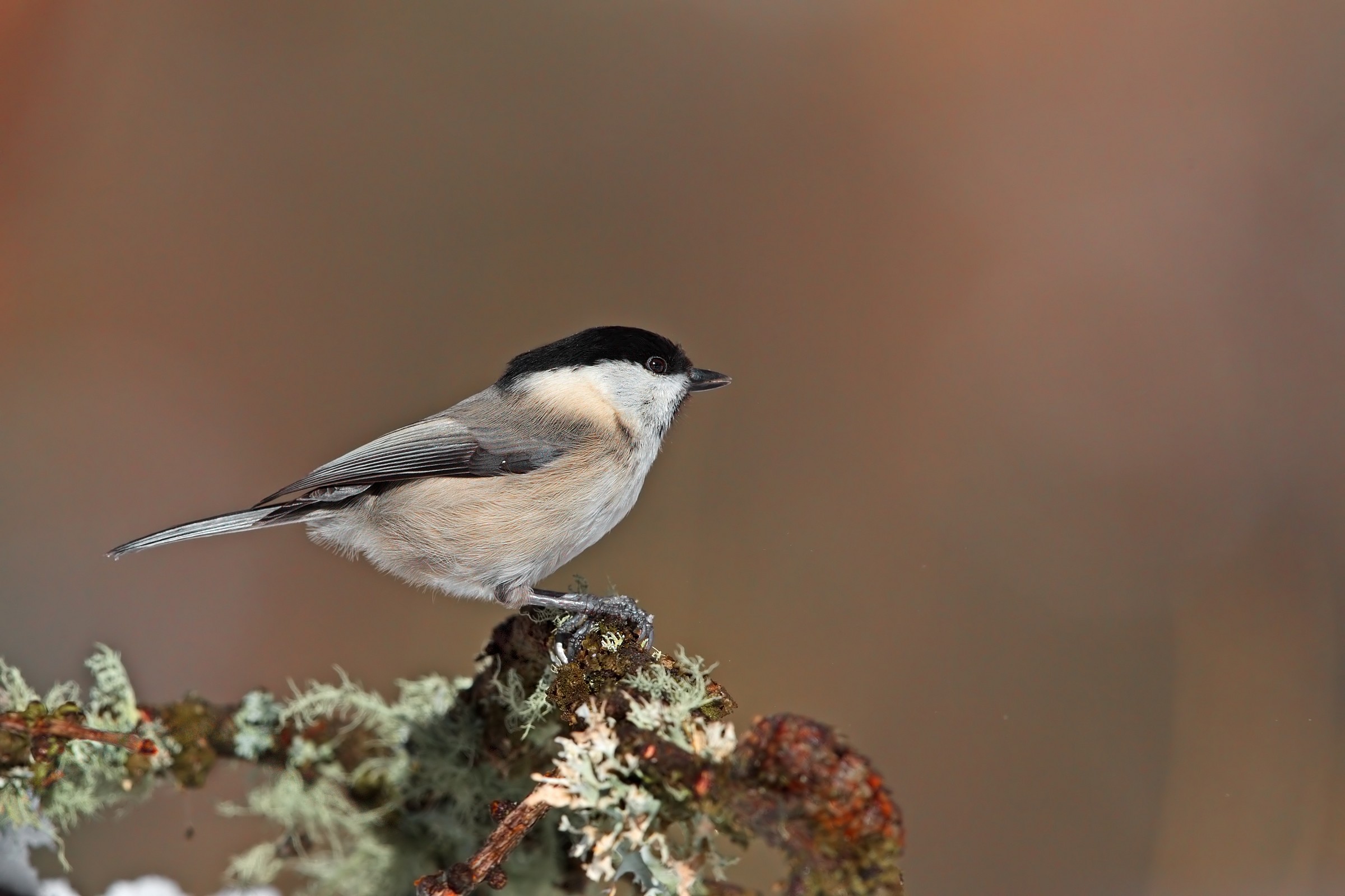 Marsh Tit