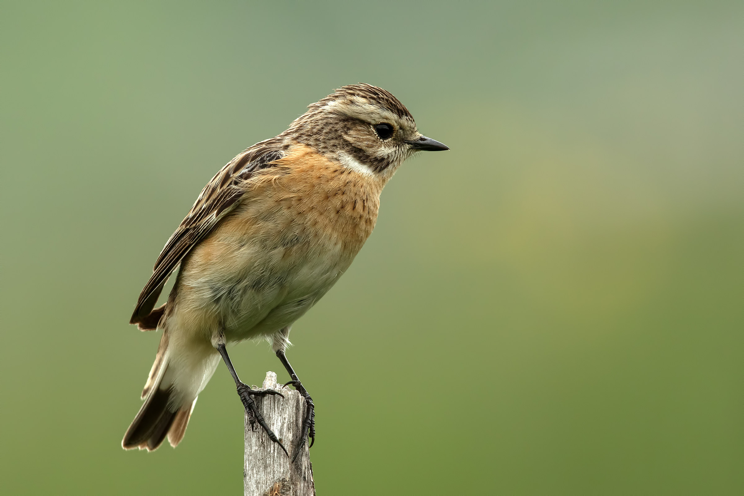 Whinchat