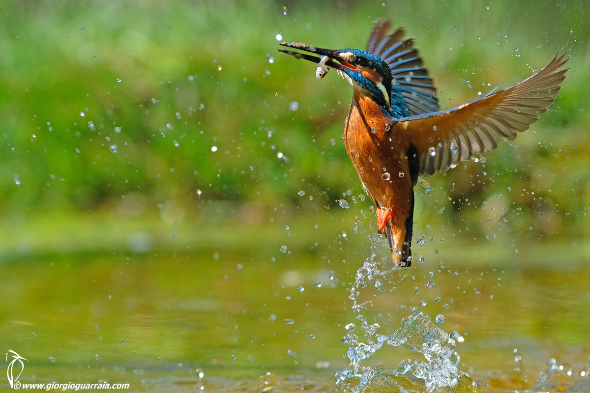 Kingfisher!
