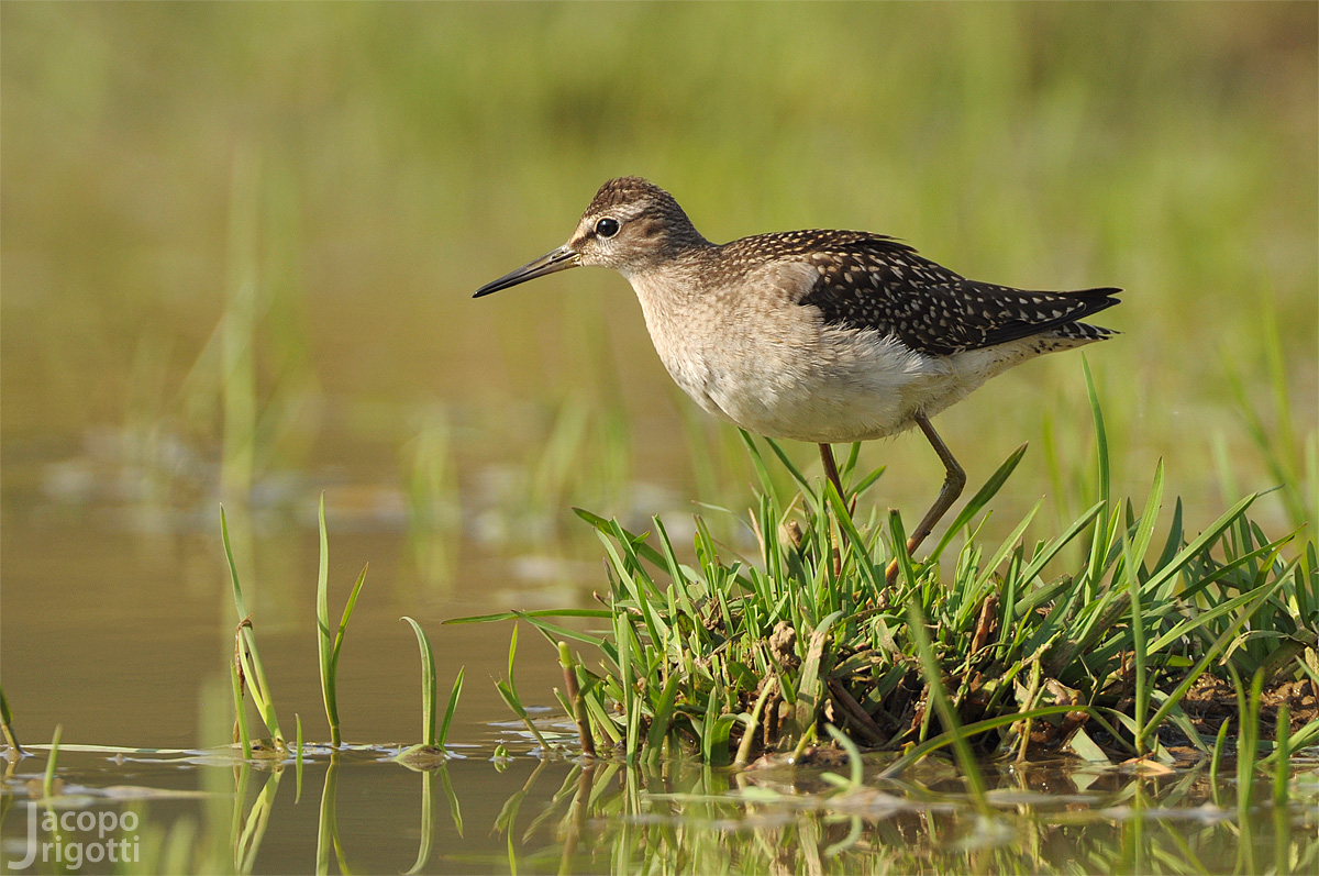 Piro Piro Boschereccio