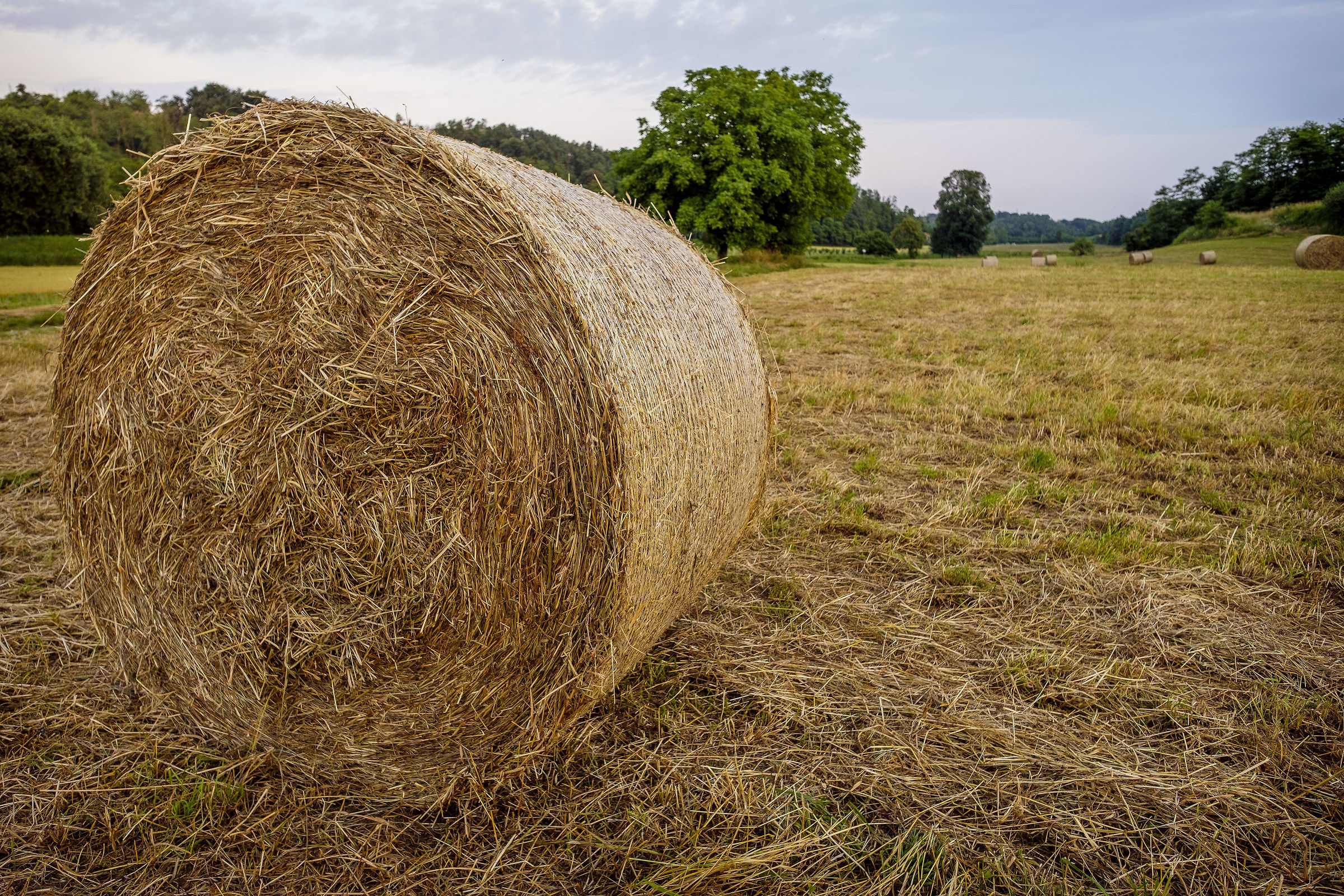 Profumo di fieno nei campi brianzoli