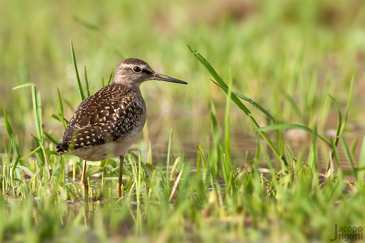 Piro Piro Boschereccio