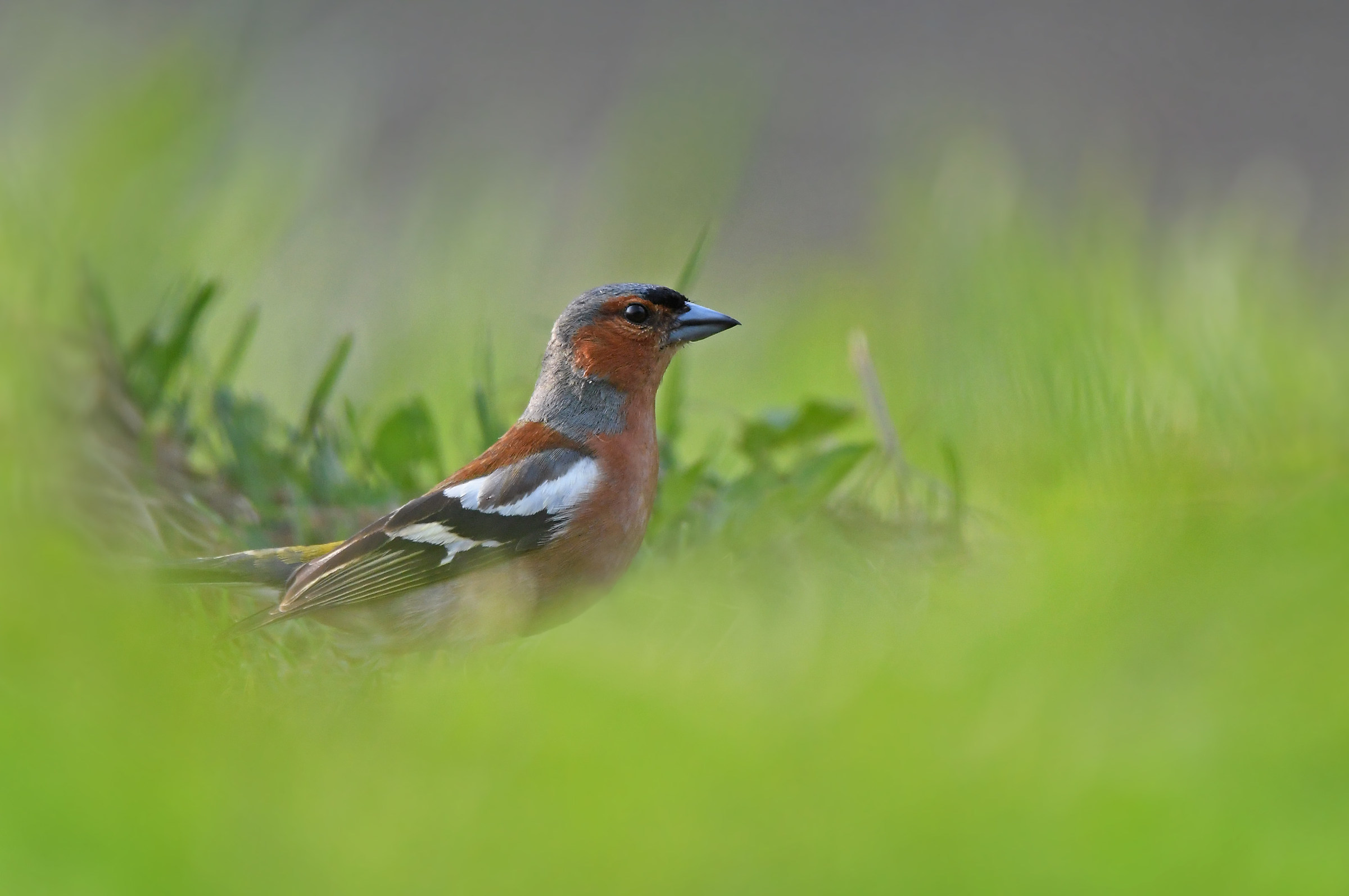 Fringuello fra le erbe