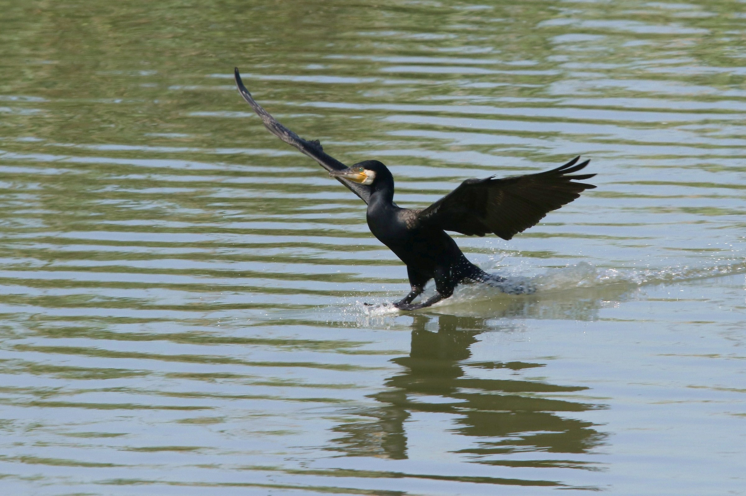 Cormorant