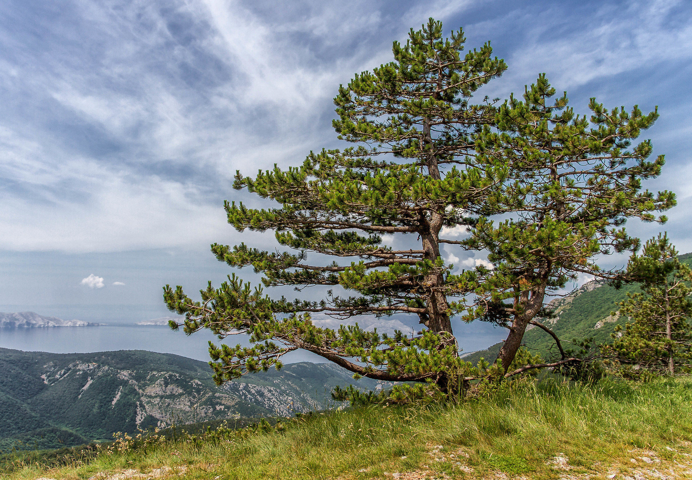 The Guardian of the Gulf