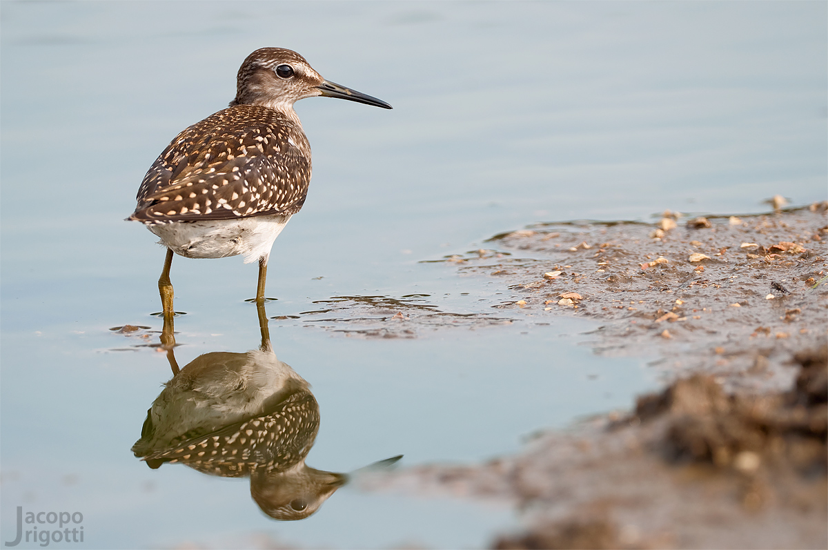 Piro Piro boschereccio