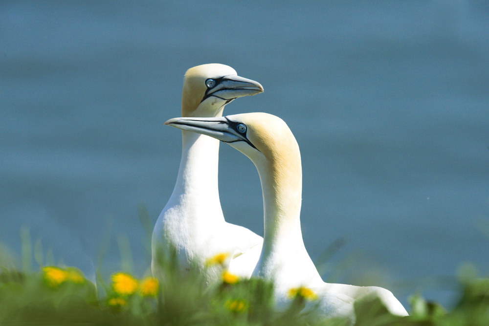 Gannets