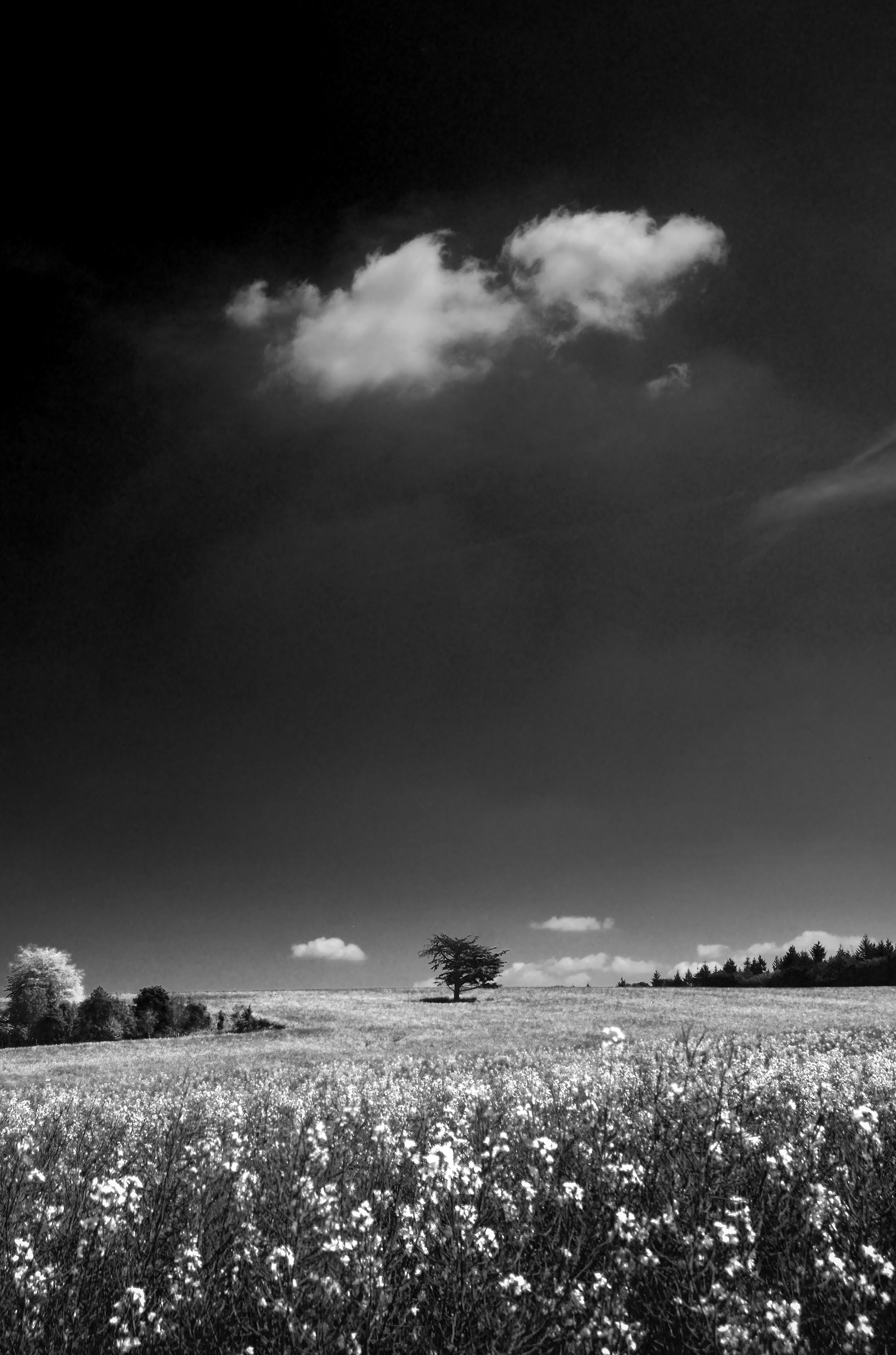 A Landscape Late in May