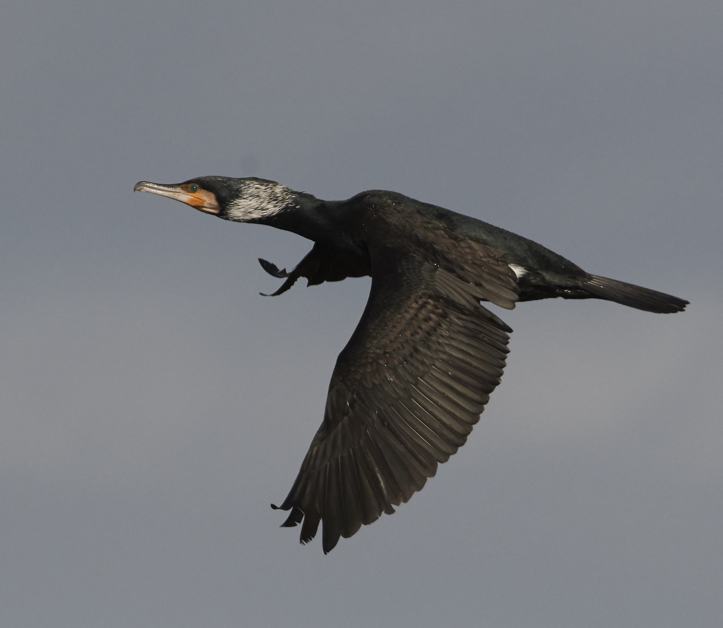 Cormorant