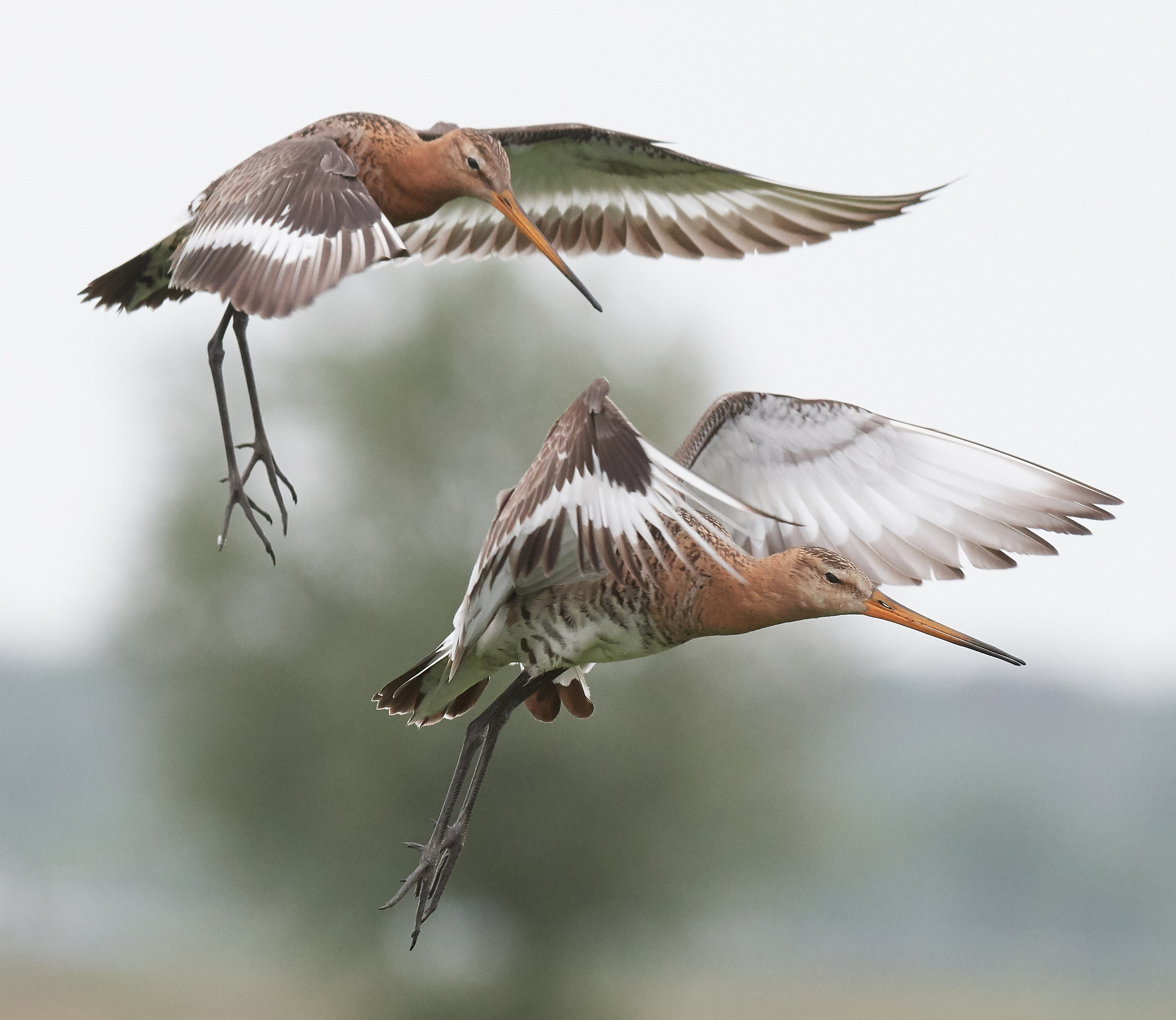 Blacktailed Godwits