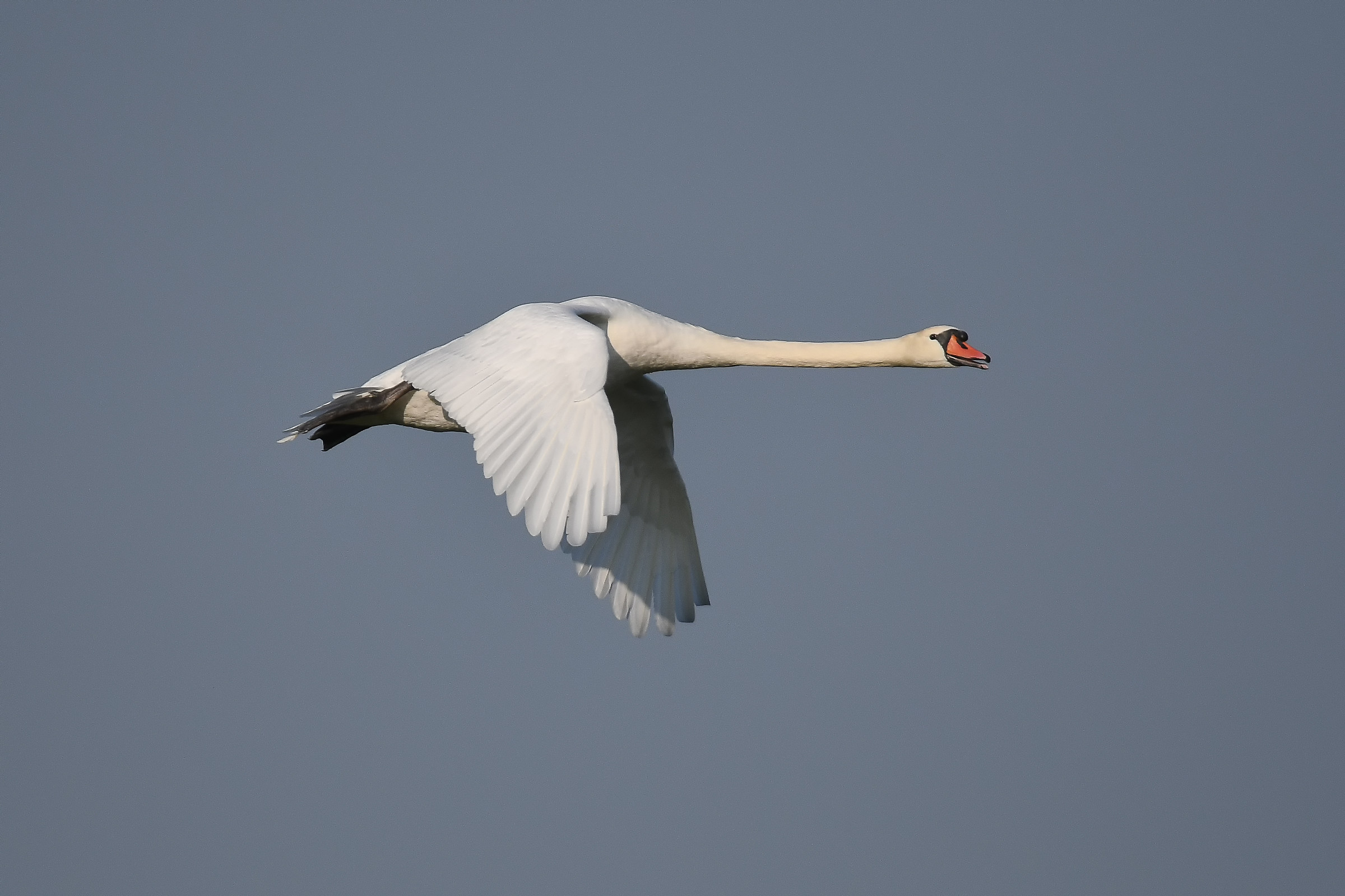 Mute Swan