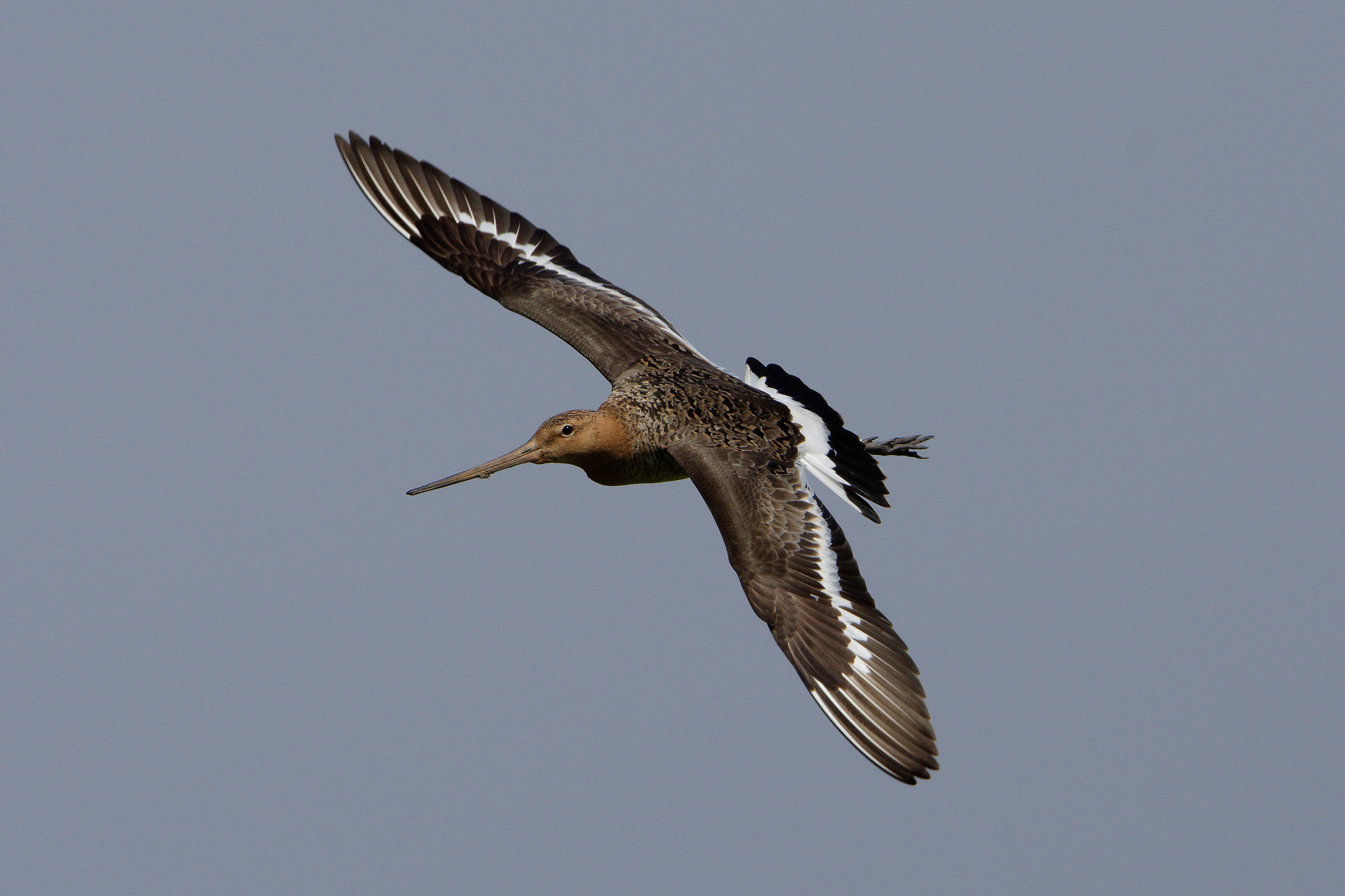 Blacktailed Godwit