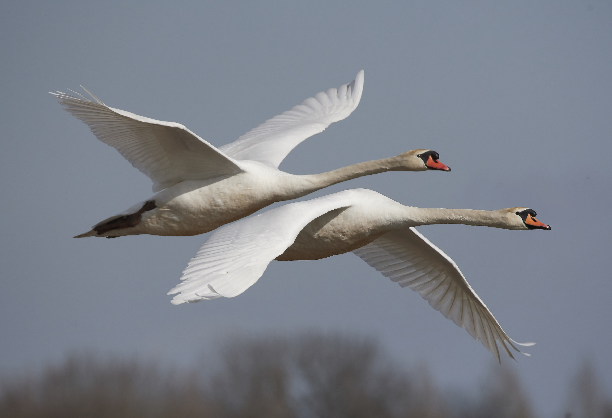 Mute Swans