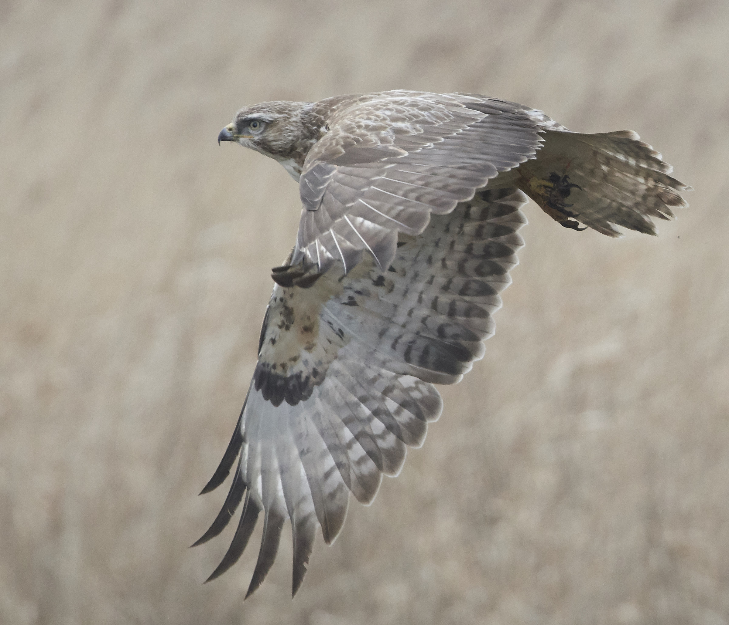 Poiana comune europea