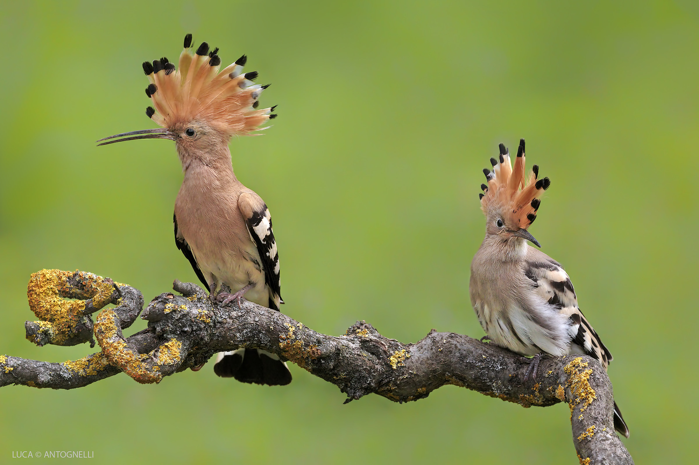 Il papà  ed il piccolo di Upupa