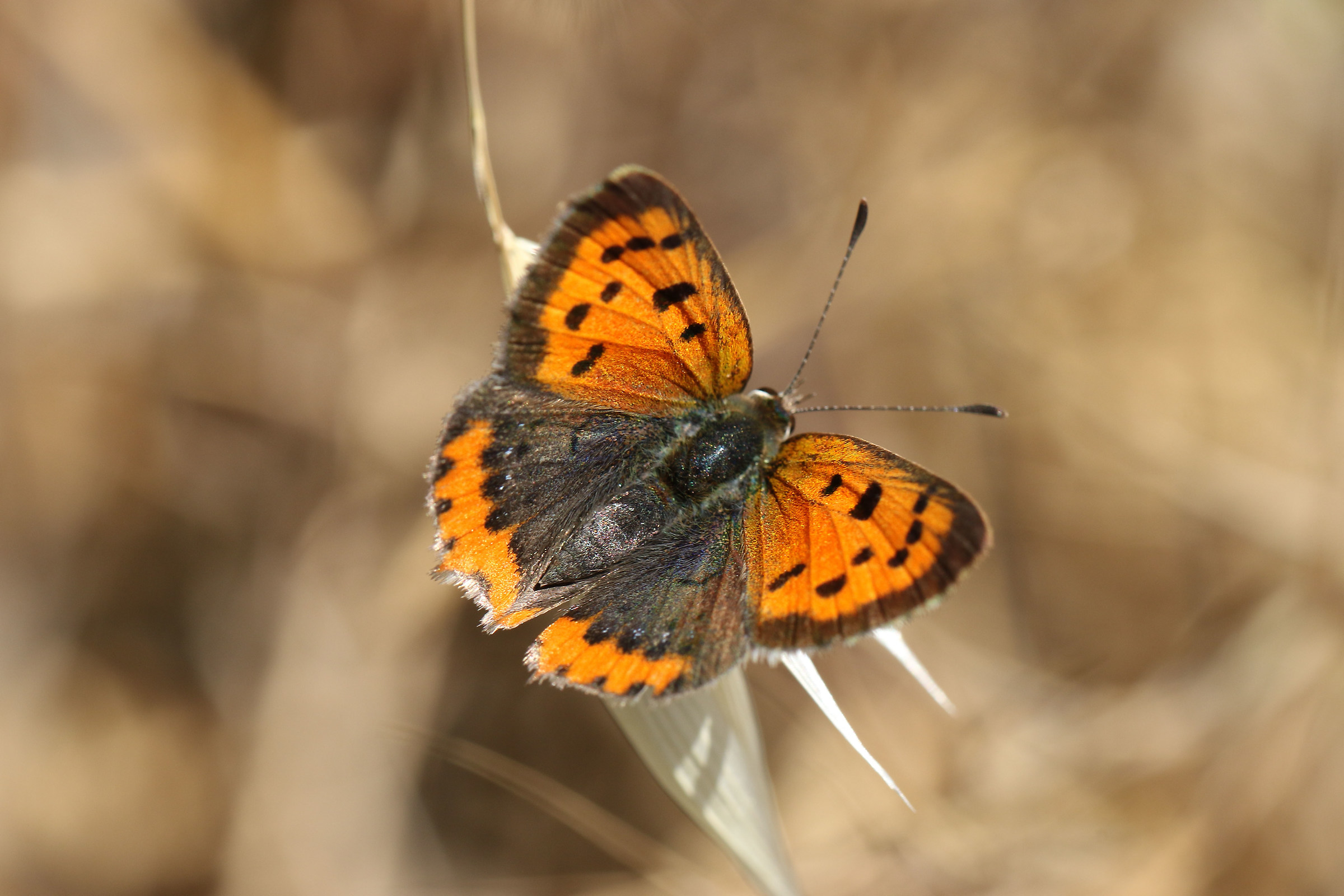 Walking to Gurrida on Etna