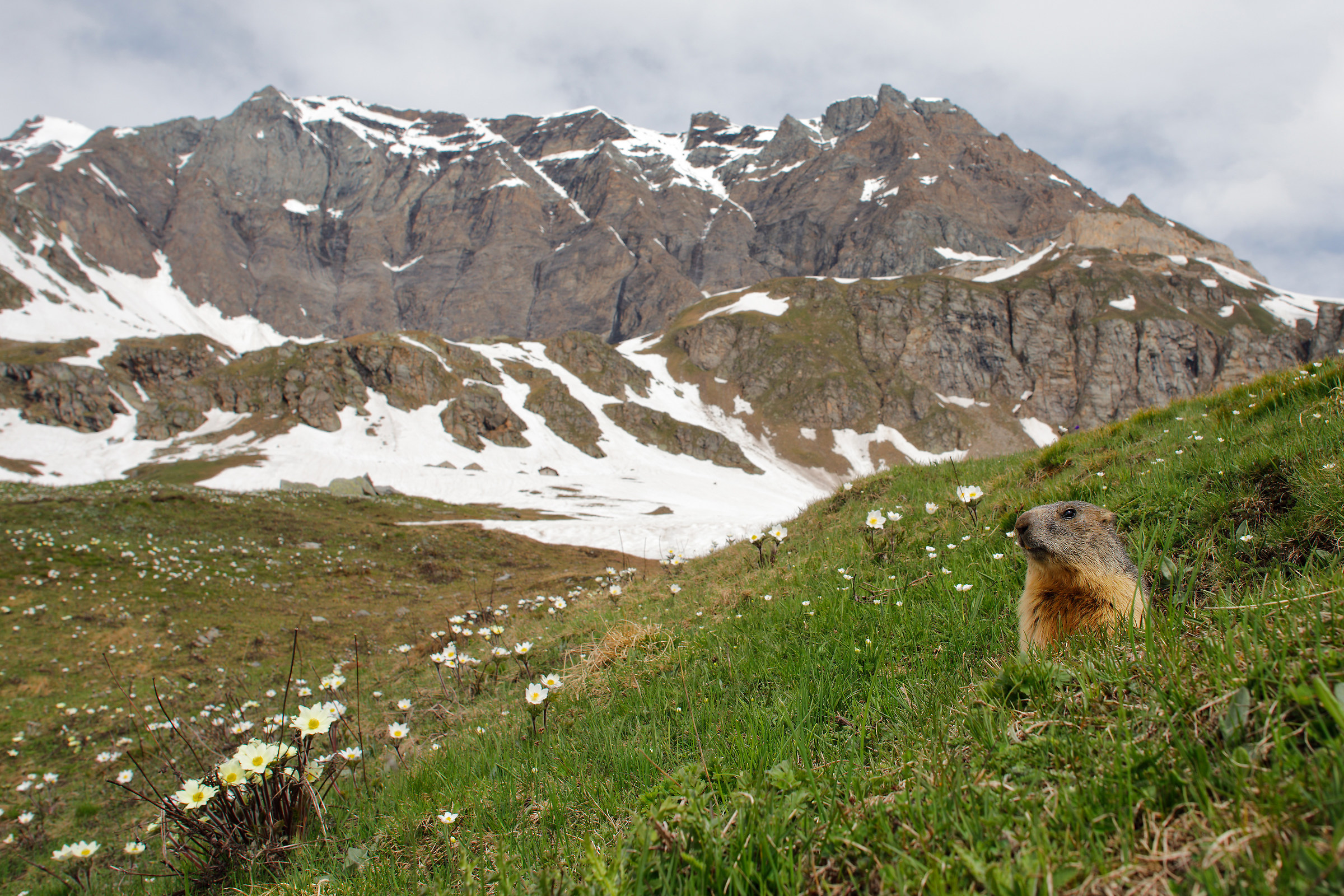 Marmot