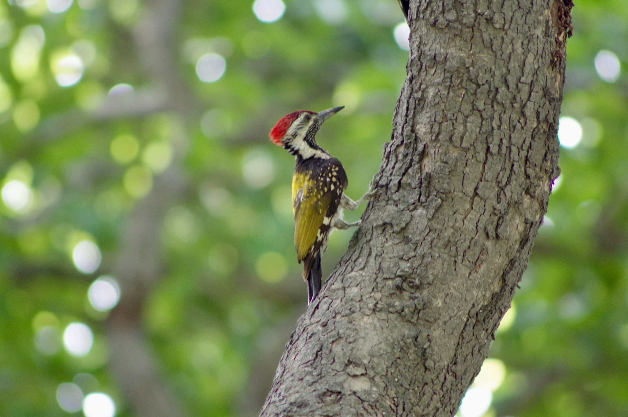 Woodpecker on a tree