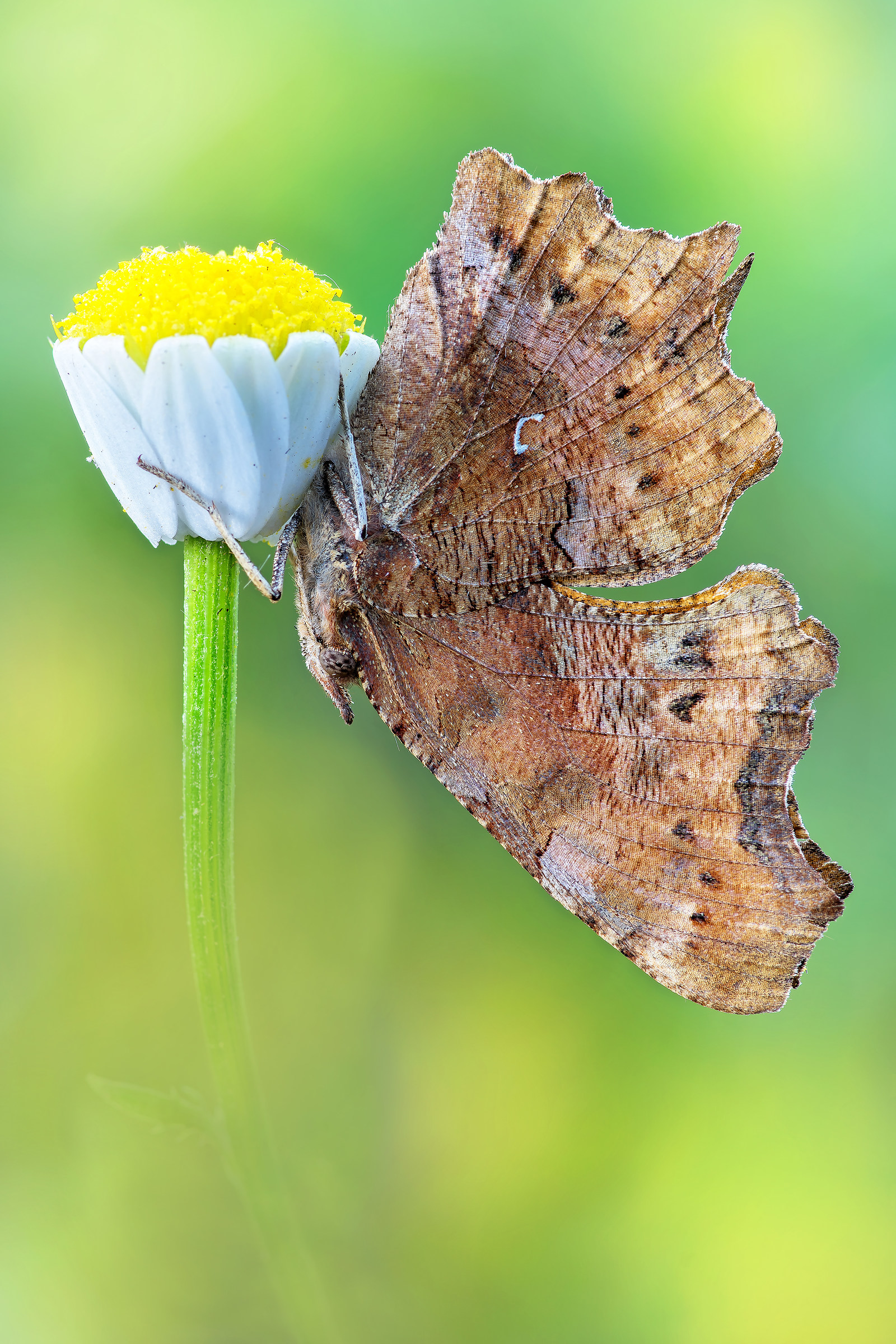 Polygonia c-album (Linnaeus, 1758)