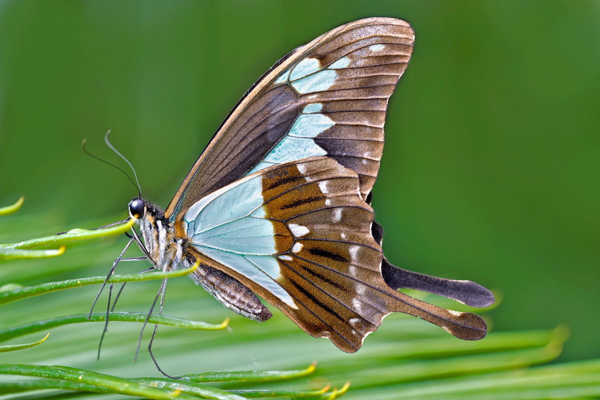 Butterfly in the Greenhouse