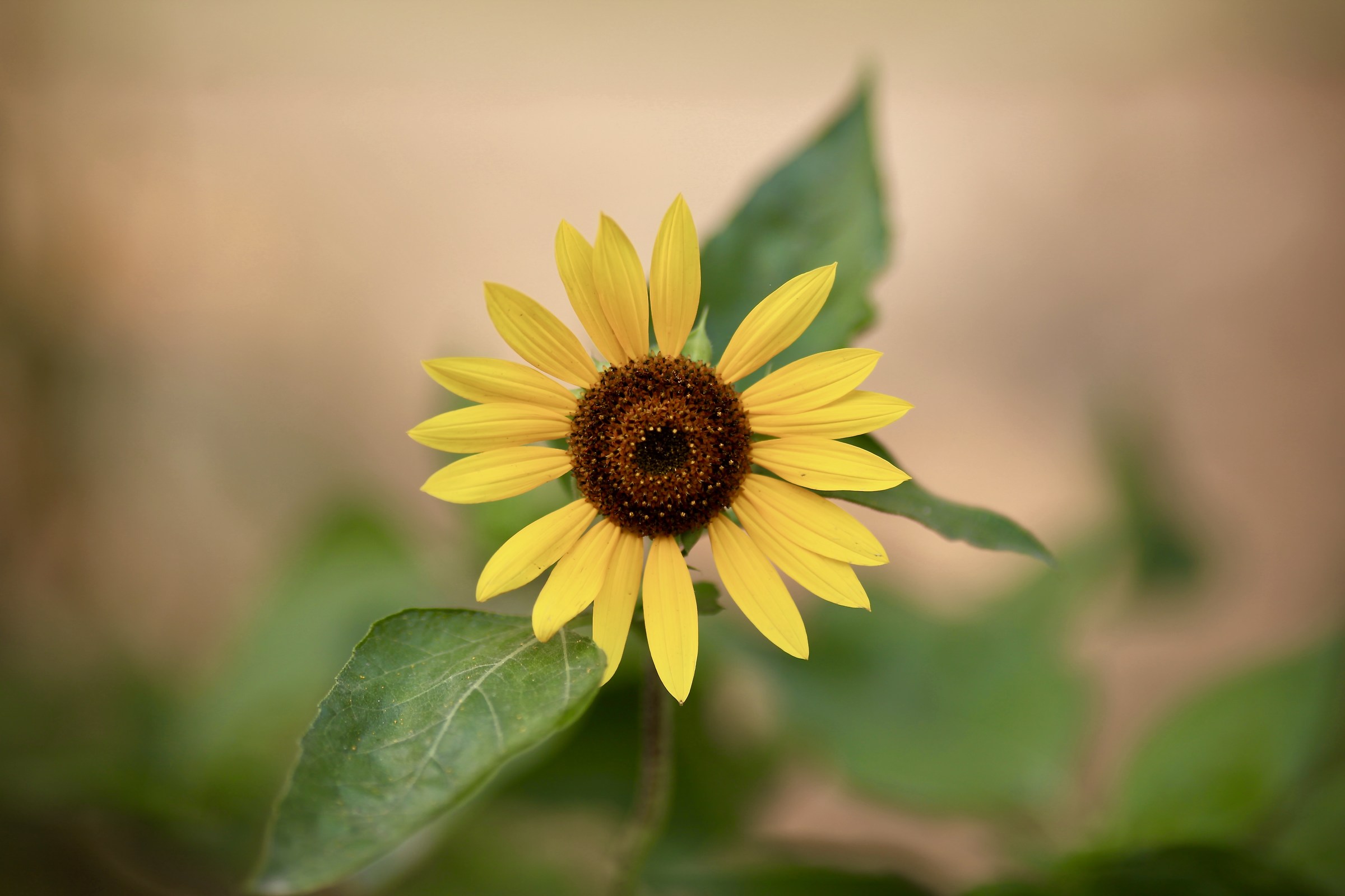 Girasole al crepuscolo