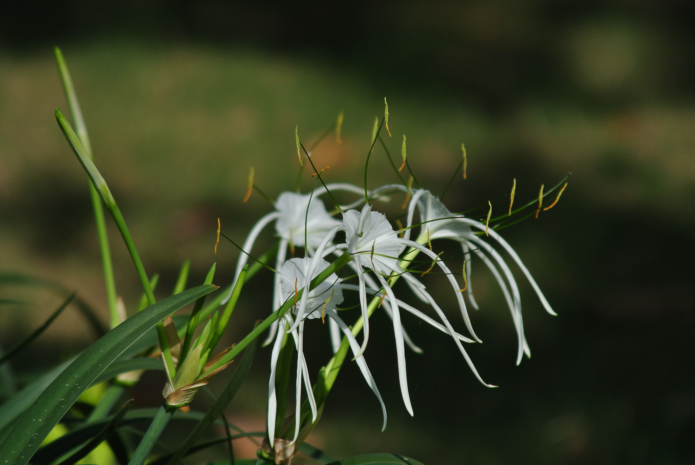 Lillies in summer