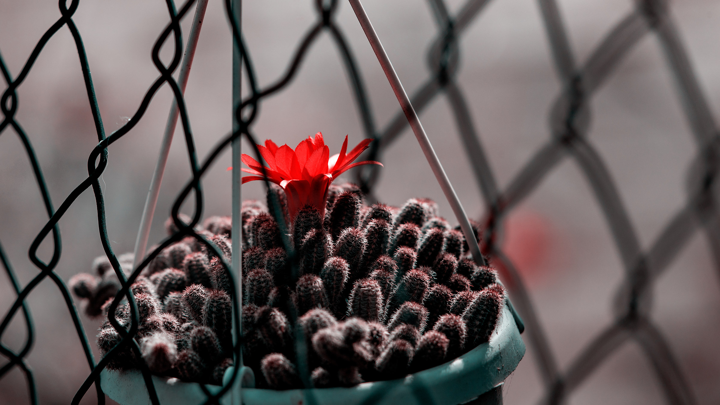 Cactus Flower Stolen