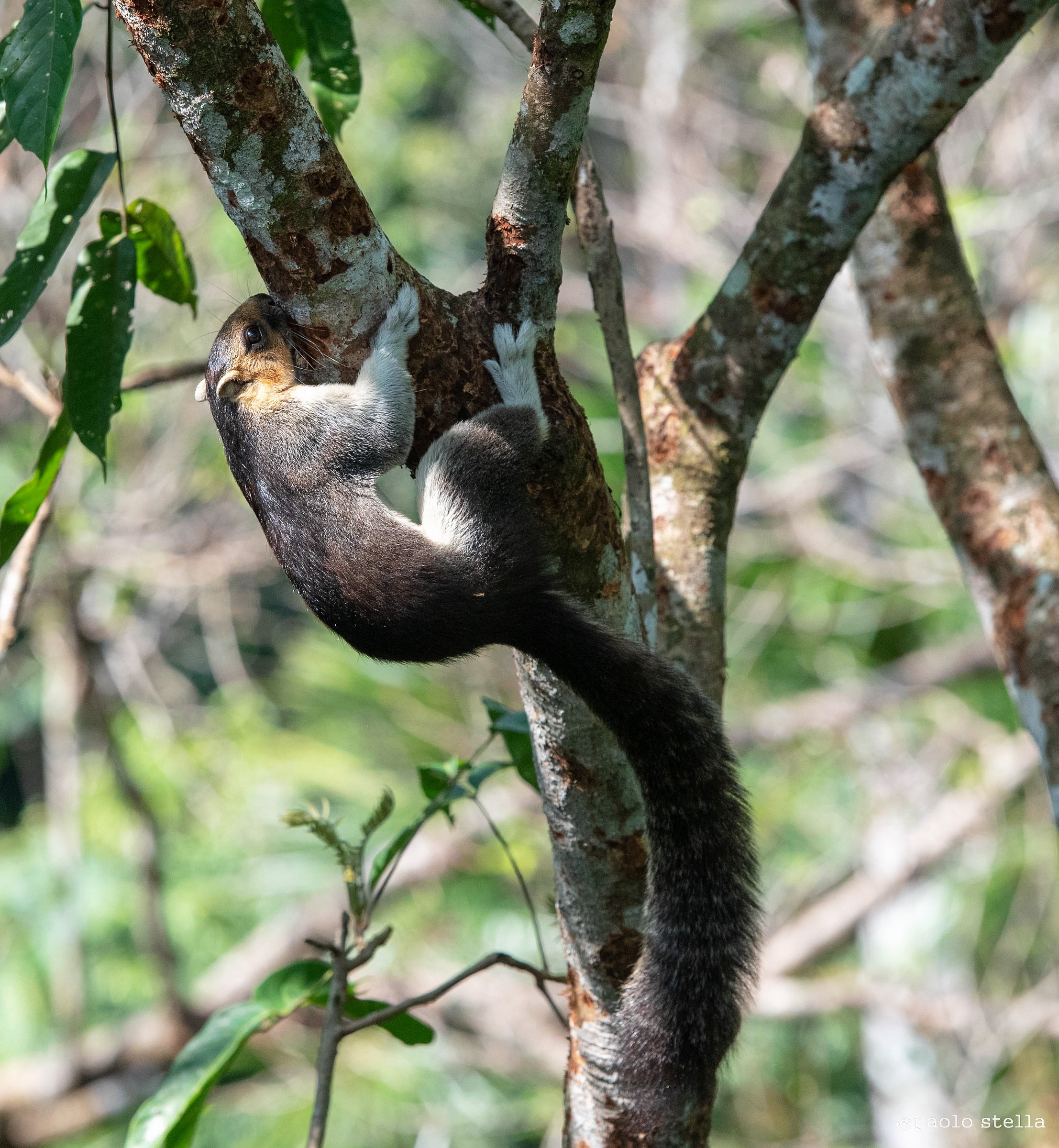 Scoiattolo gigante pallido (Ratufa affinis)