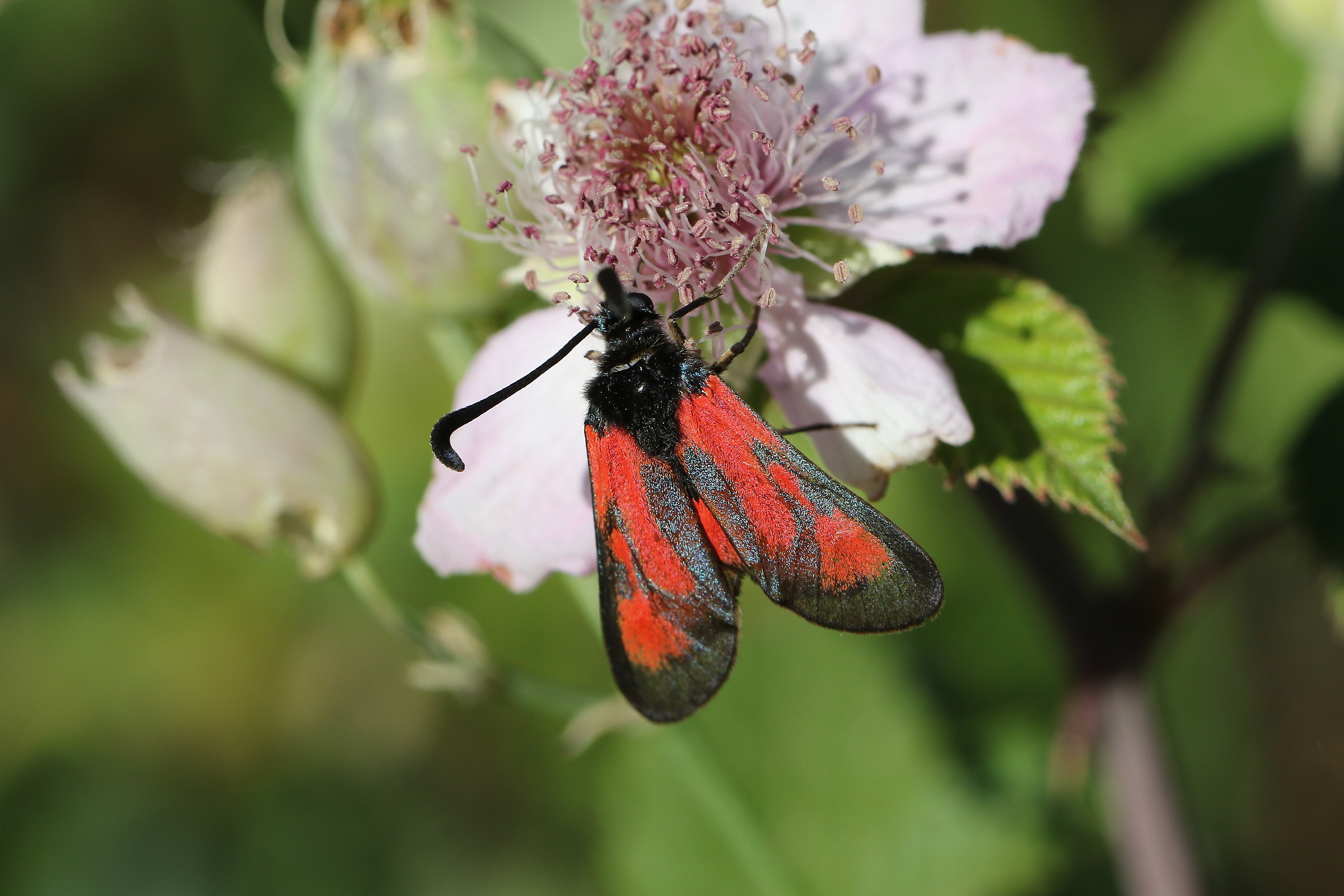 .... a passeggio a Gurrida sull'Etna