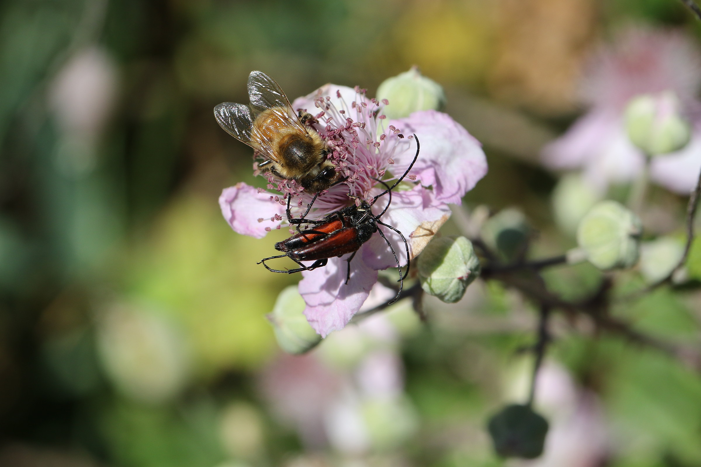 .... walking in Gurrida on Etna