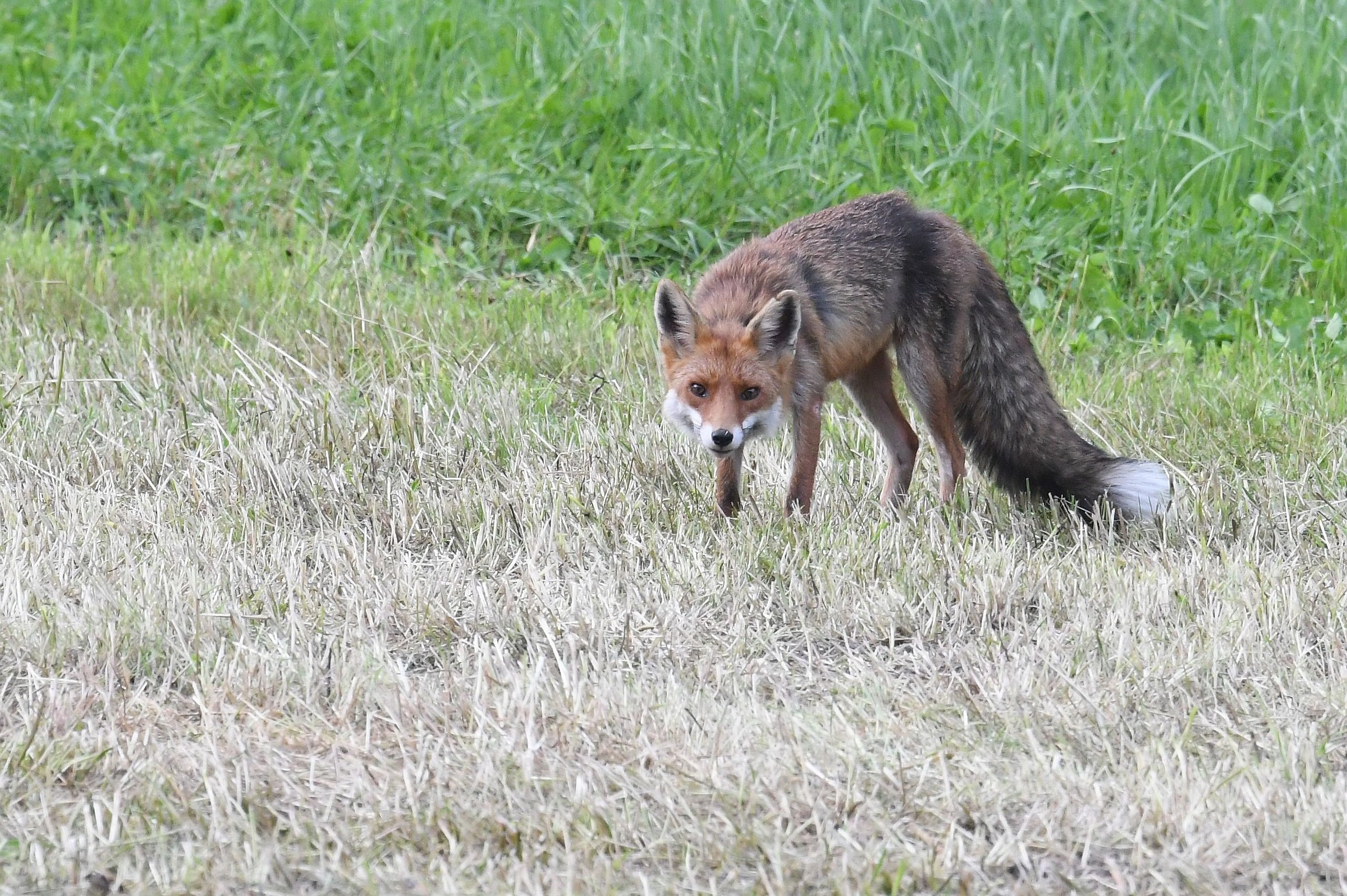 Fox