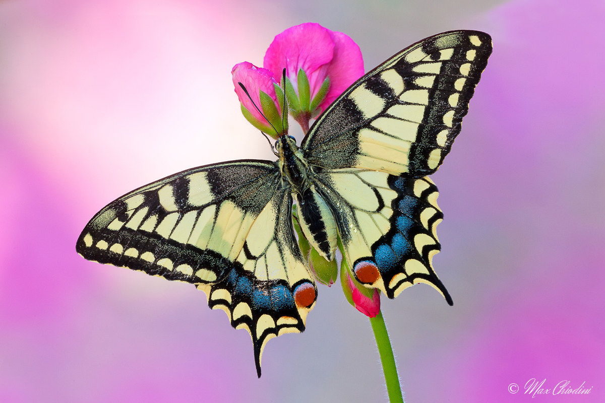 Pink Papilio