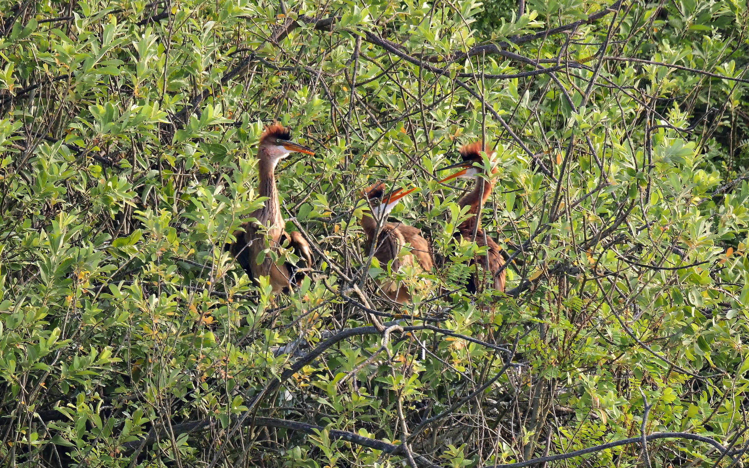 airone rosso giovani