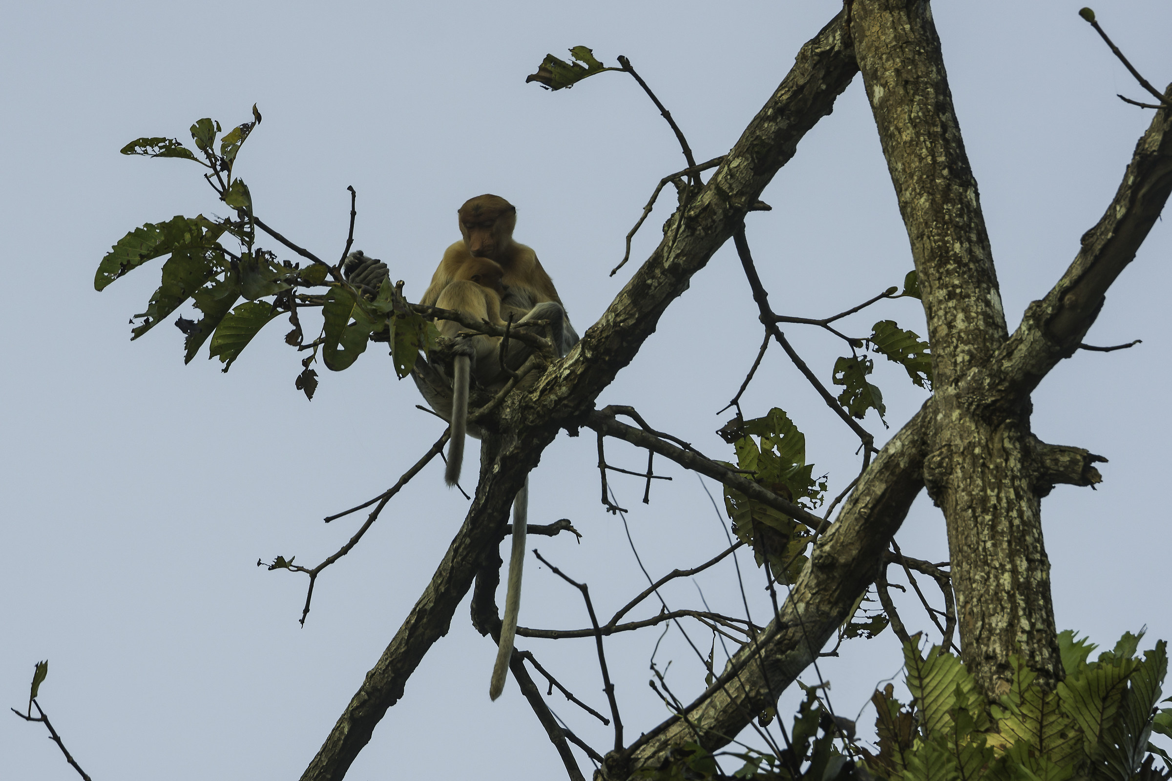 Monkey nose female with puppy