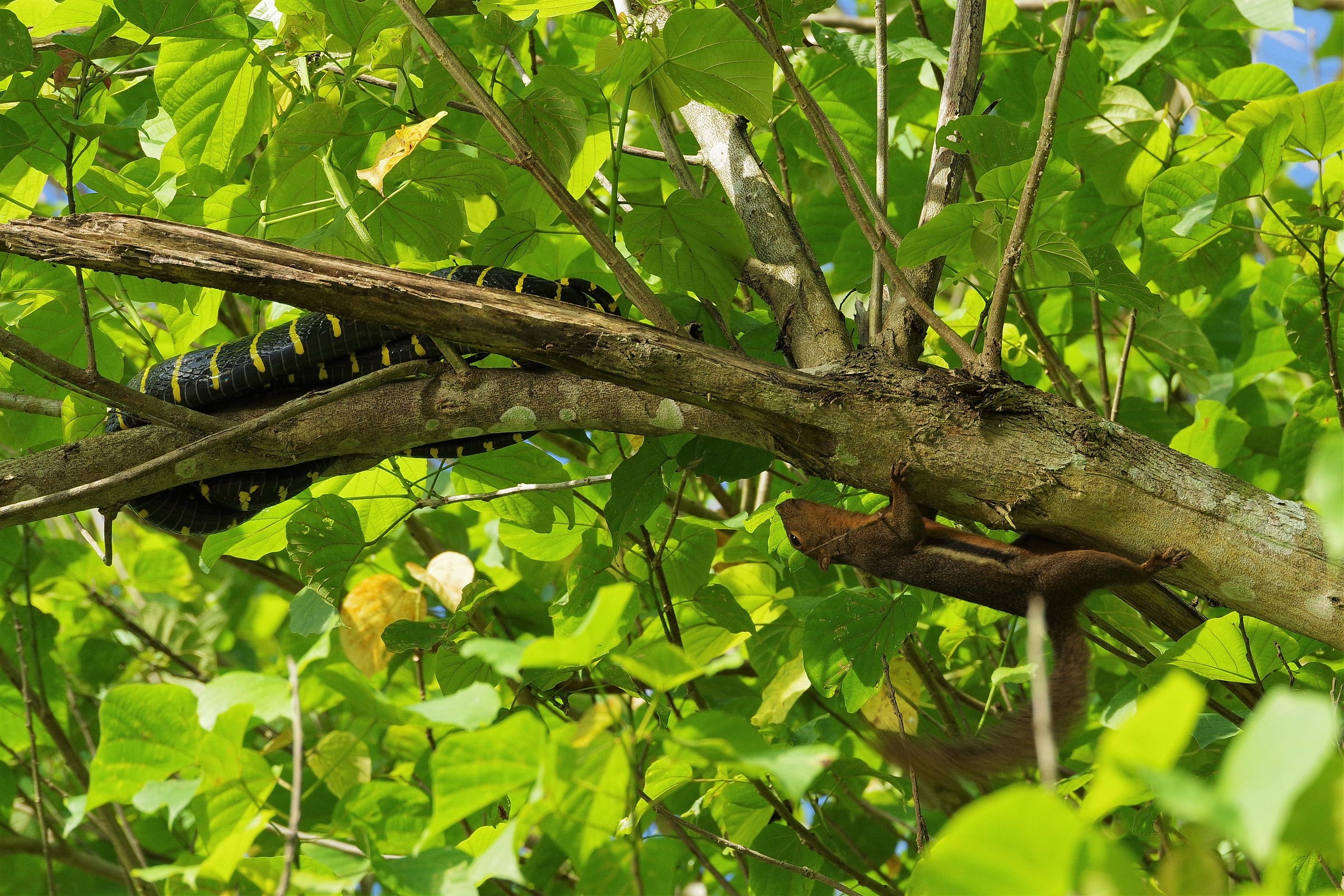 Lo Scoiattolo e il Serpente