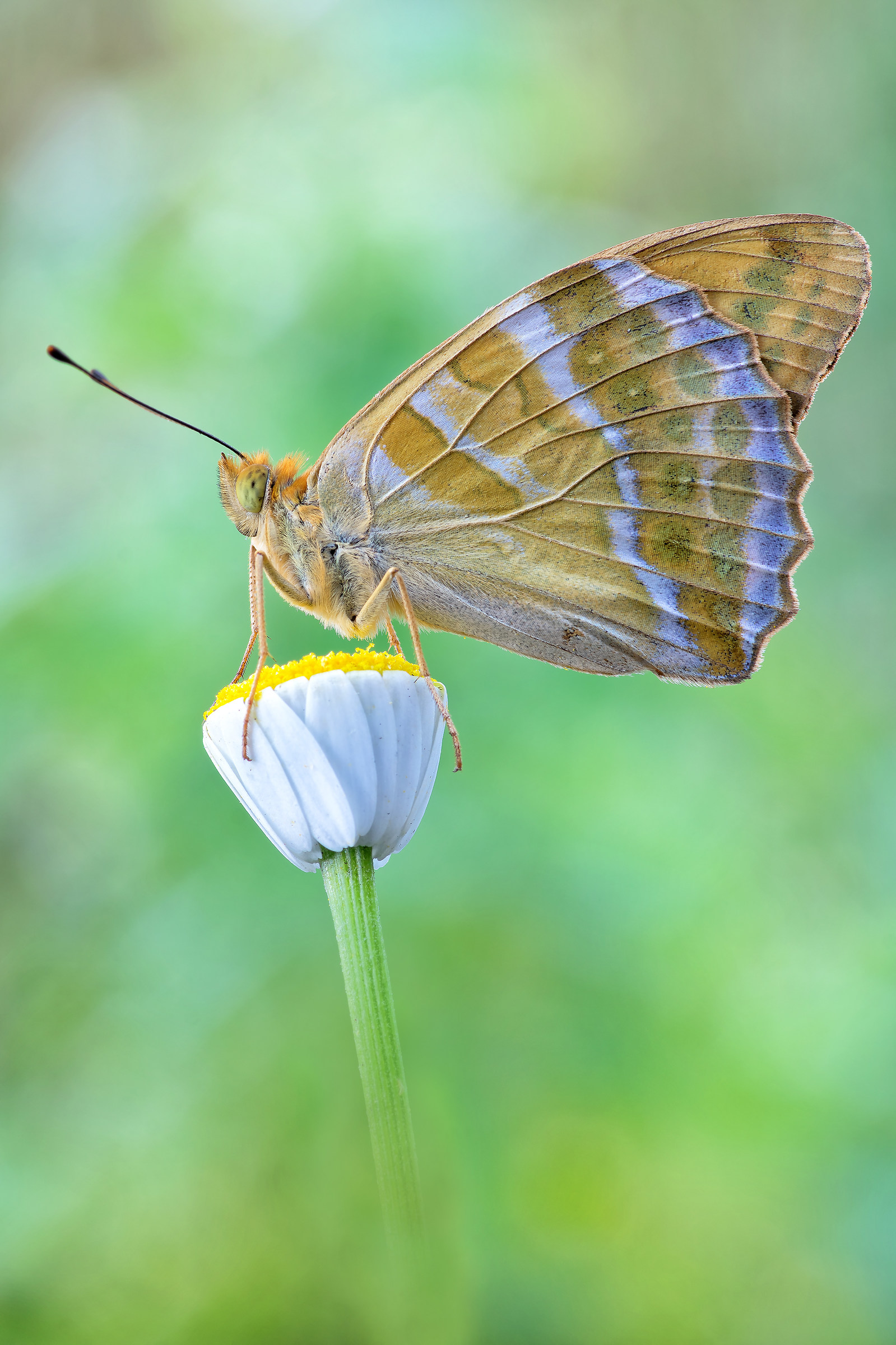 Argynnis paphia (Linnaeus, 1758)