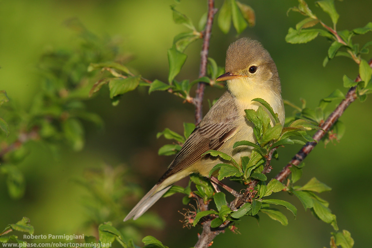 Composition with rope