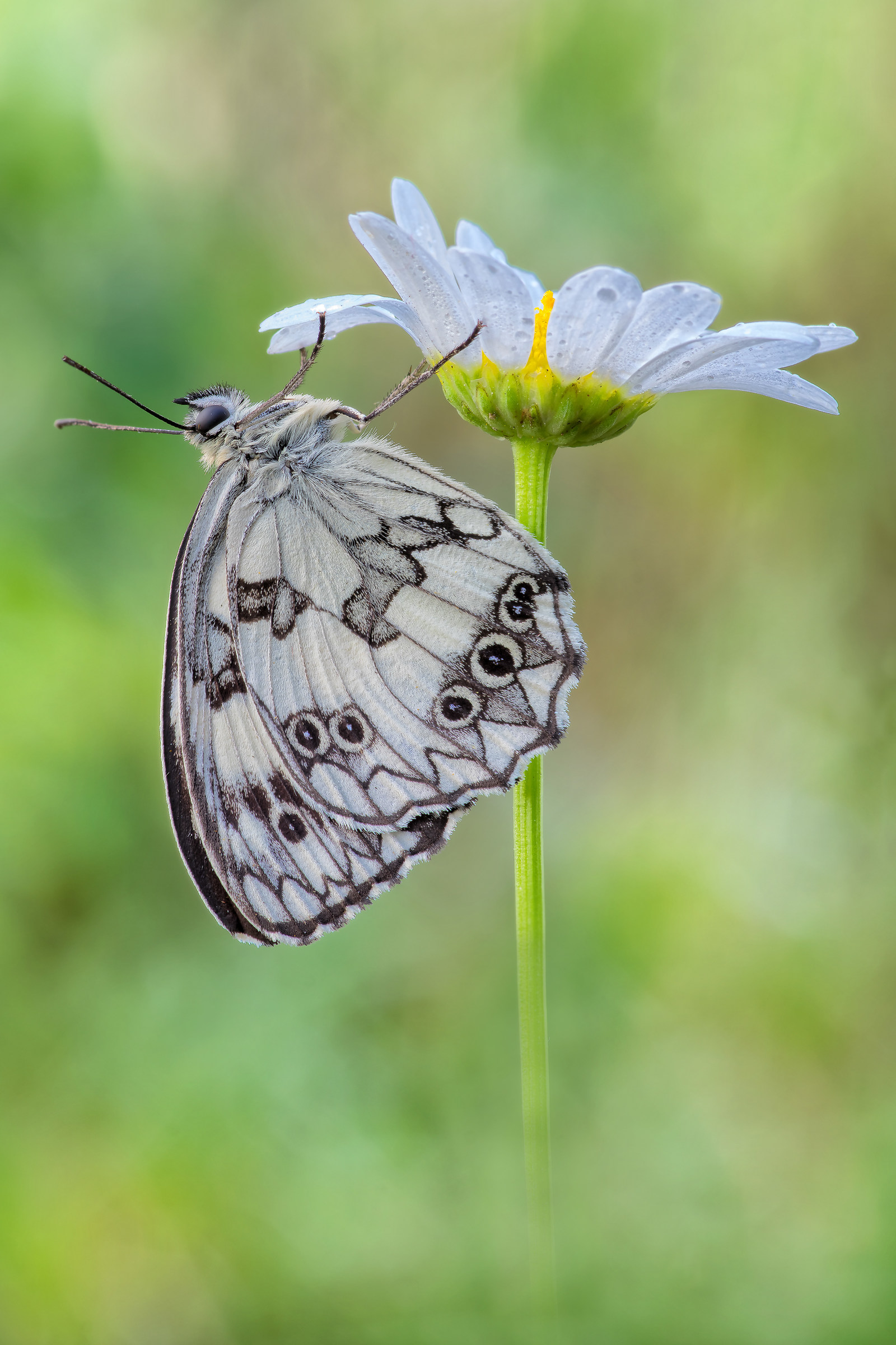 Melanargia galathea (Linnaeus, 1758)