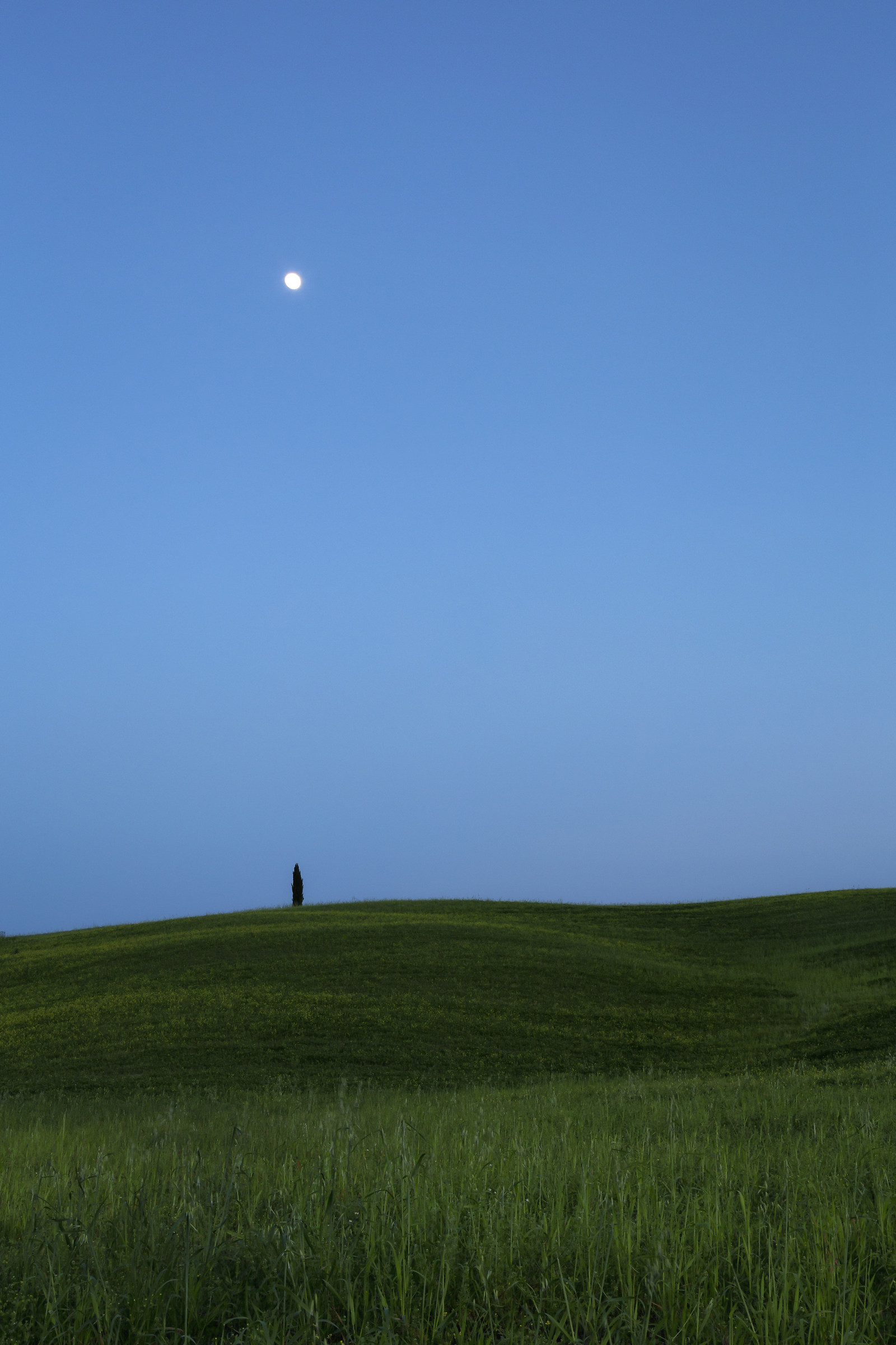 Mettiamo il punto sul cipresso.