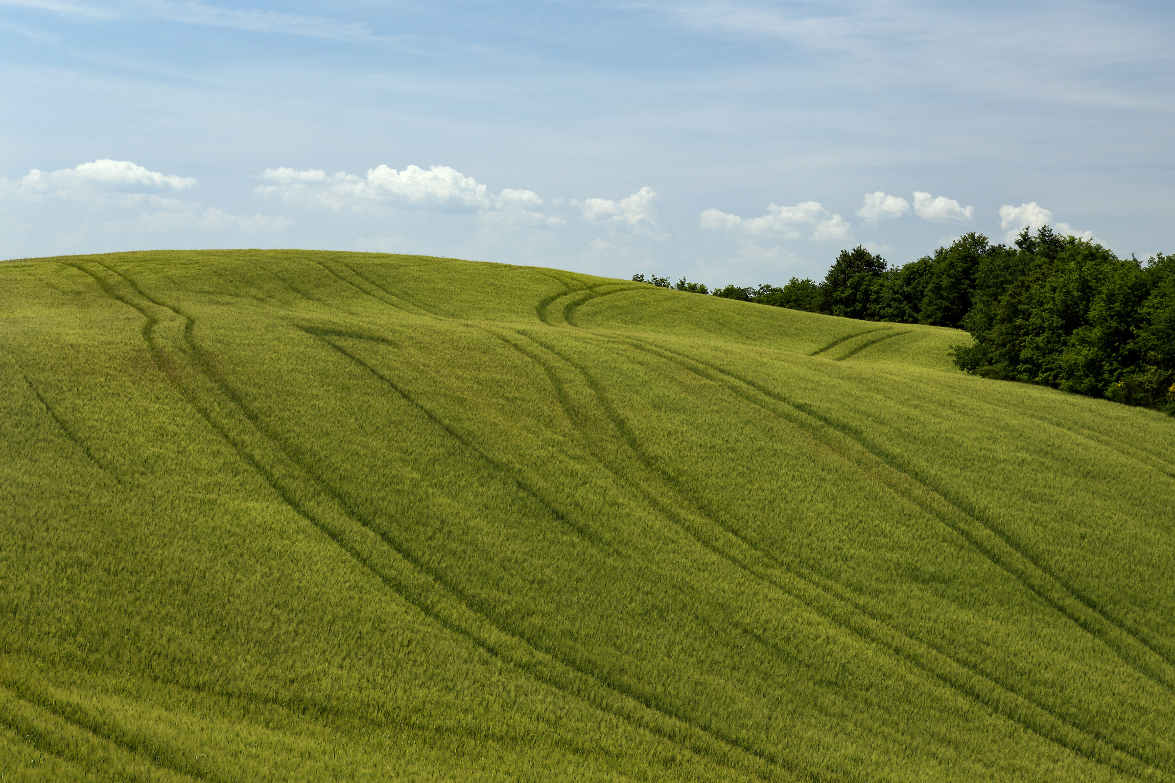 I campi della Val D'Orcia