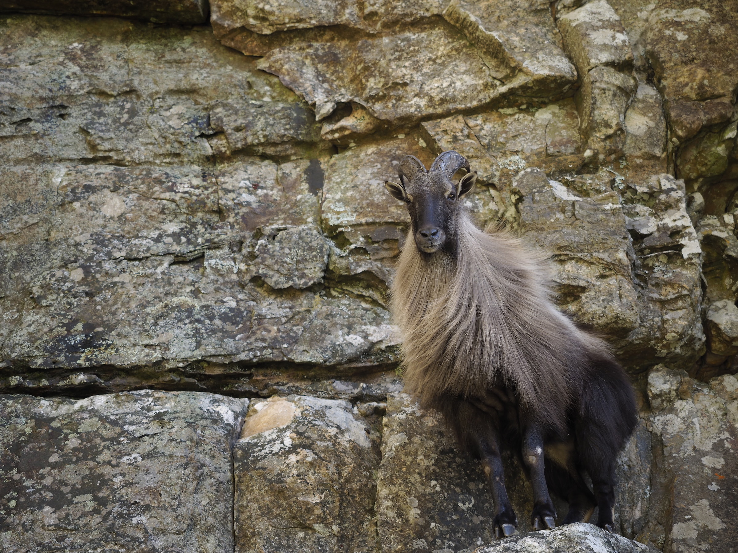 Thar Goat on Table Mountain
