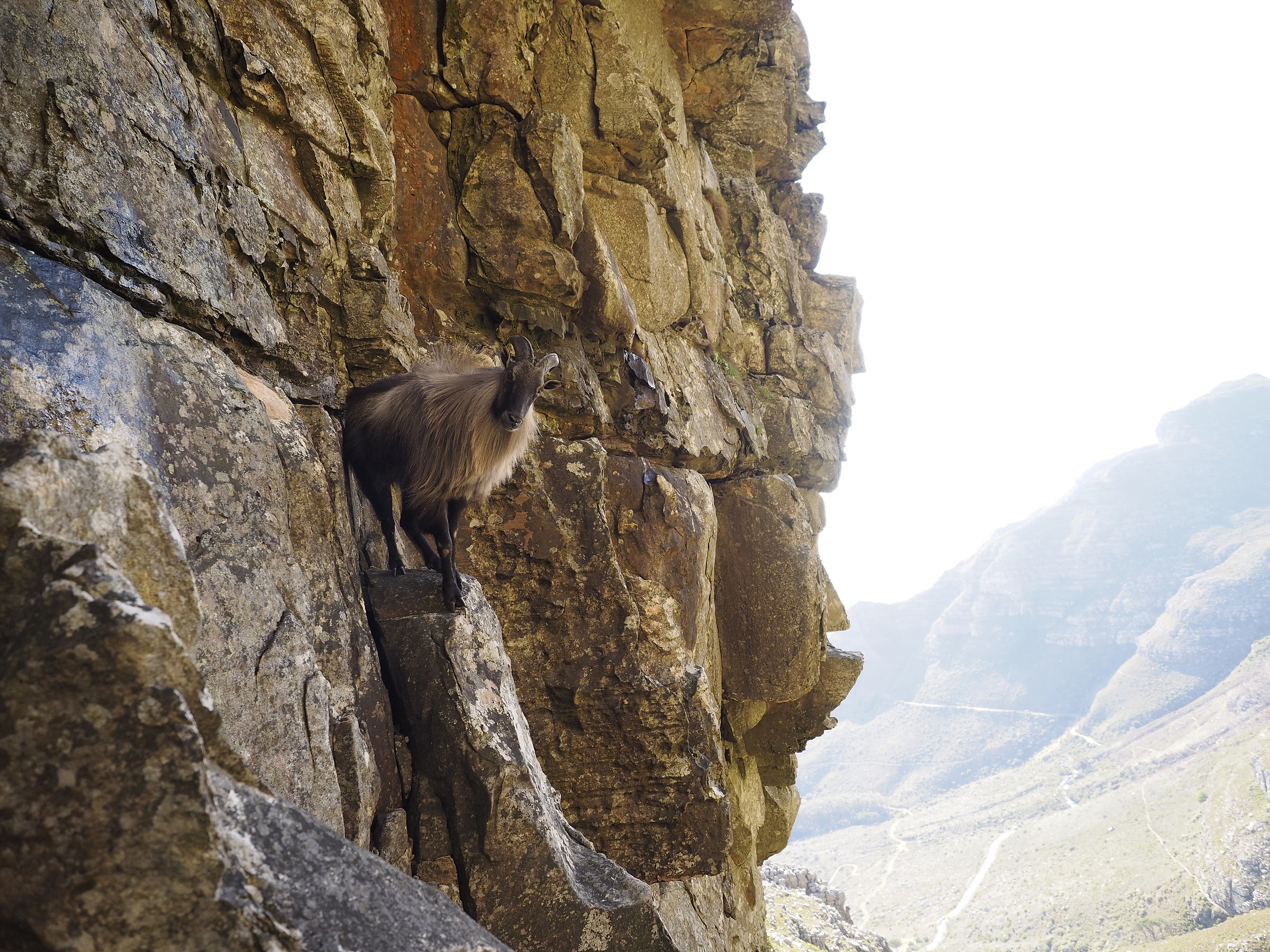 Thar Goat on Table Mountain