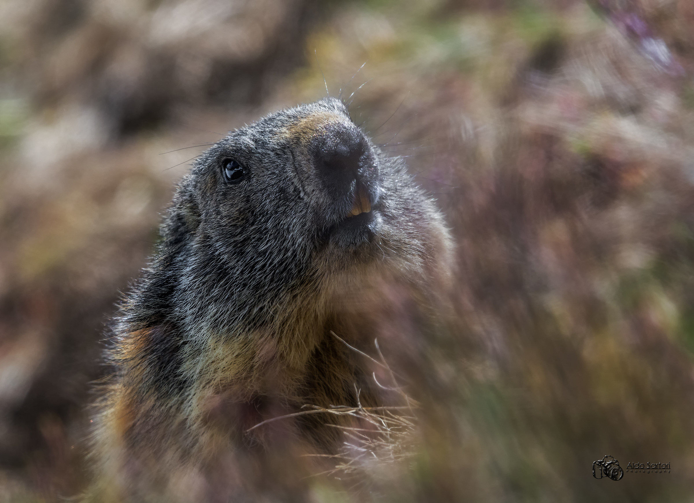 Marmotta